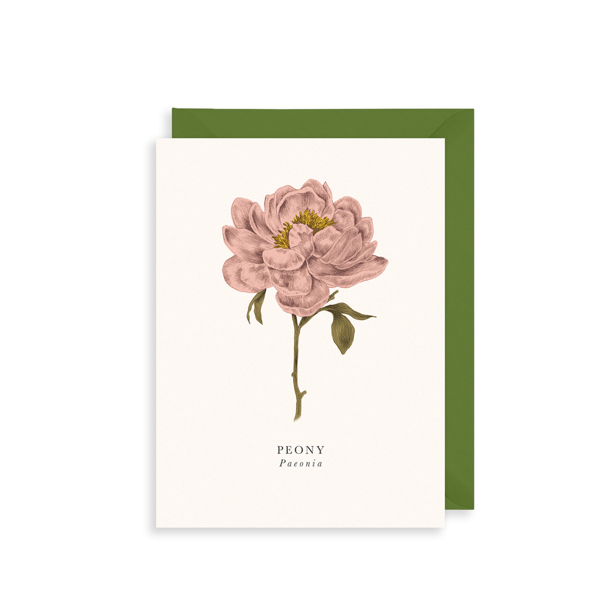 Peony Greetings Card The Art File