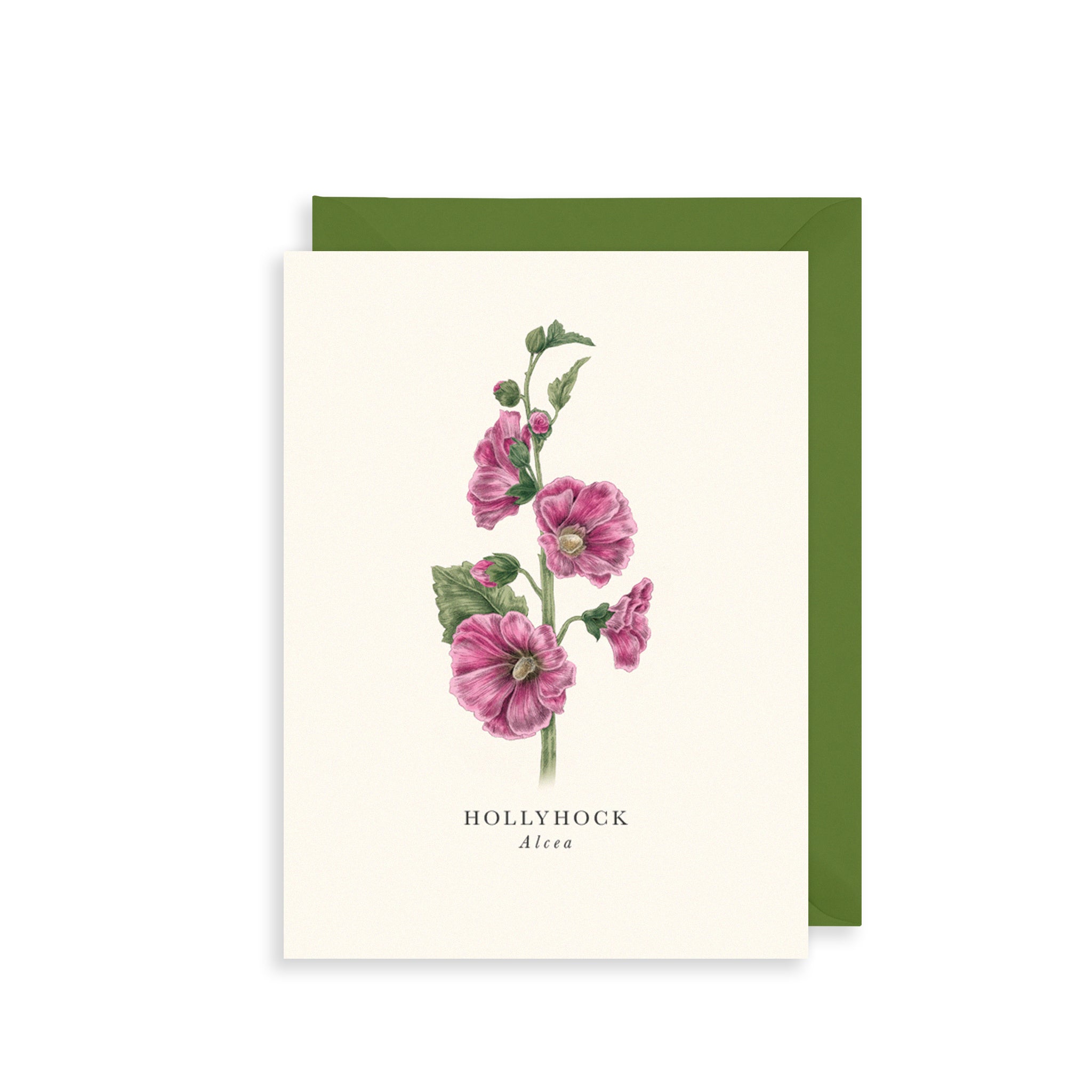 Hollyhock Greetings Card The Art File