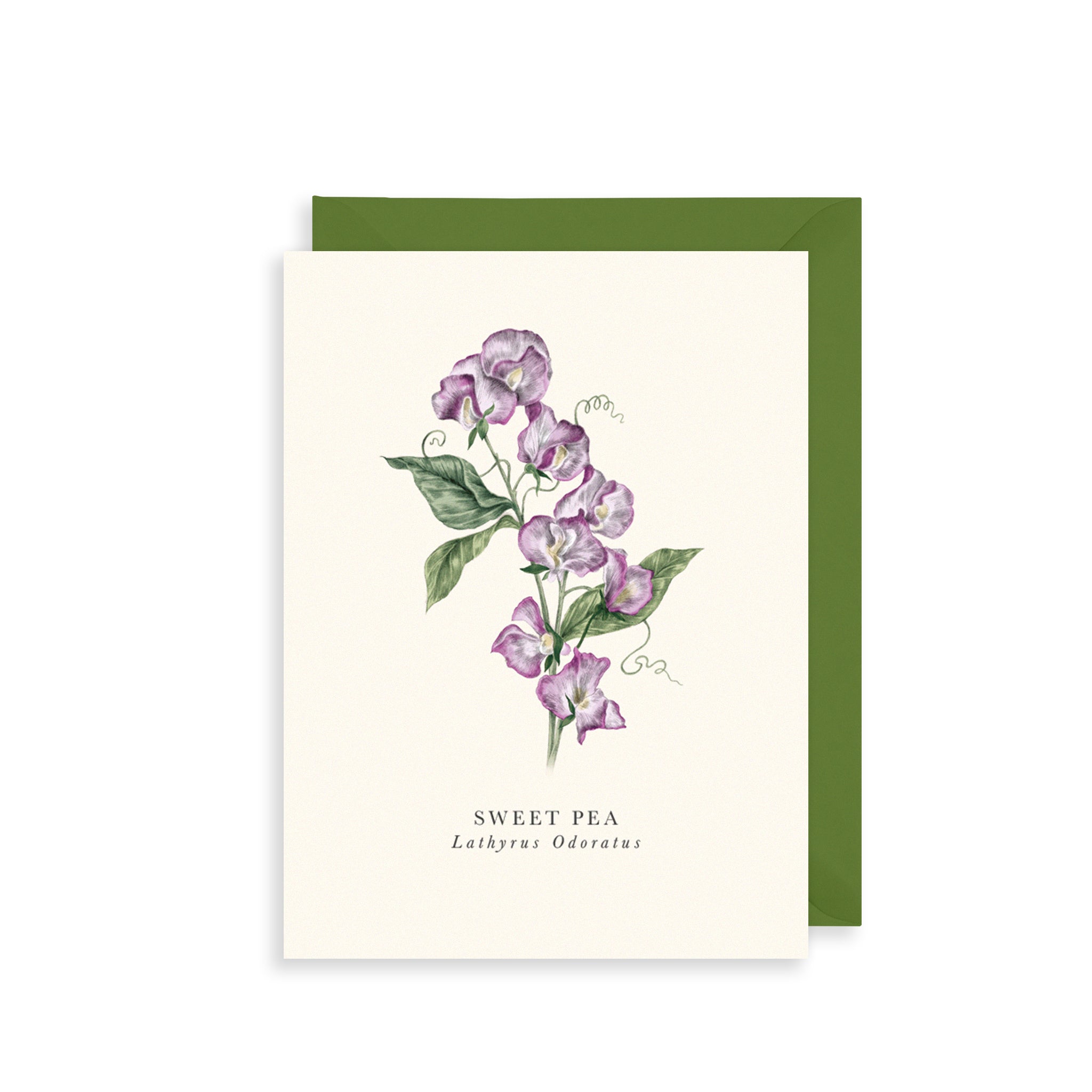 Sweet Pea Greetings Card The Art File