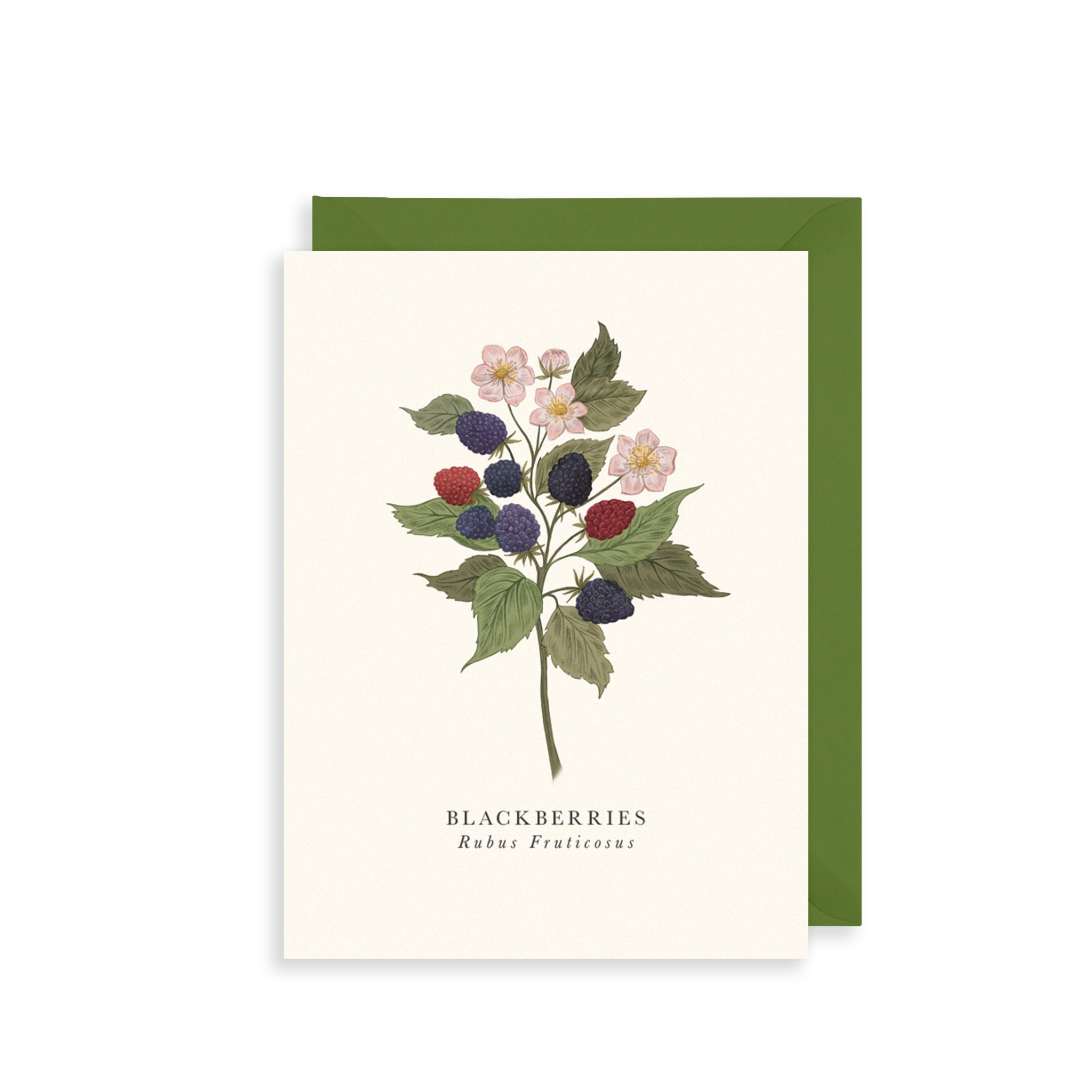 Blackberries Greetings Card The Art File