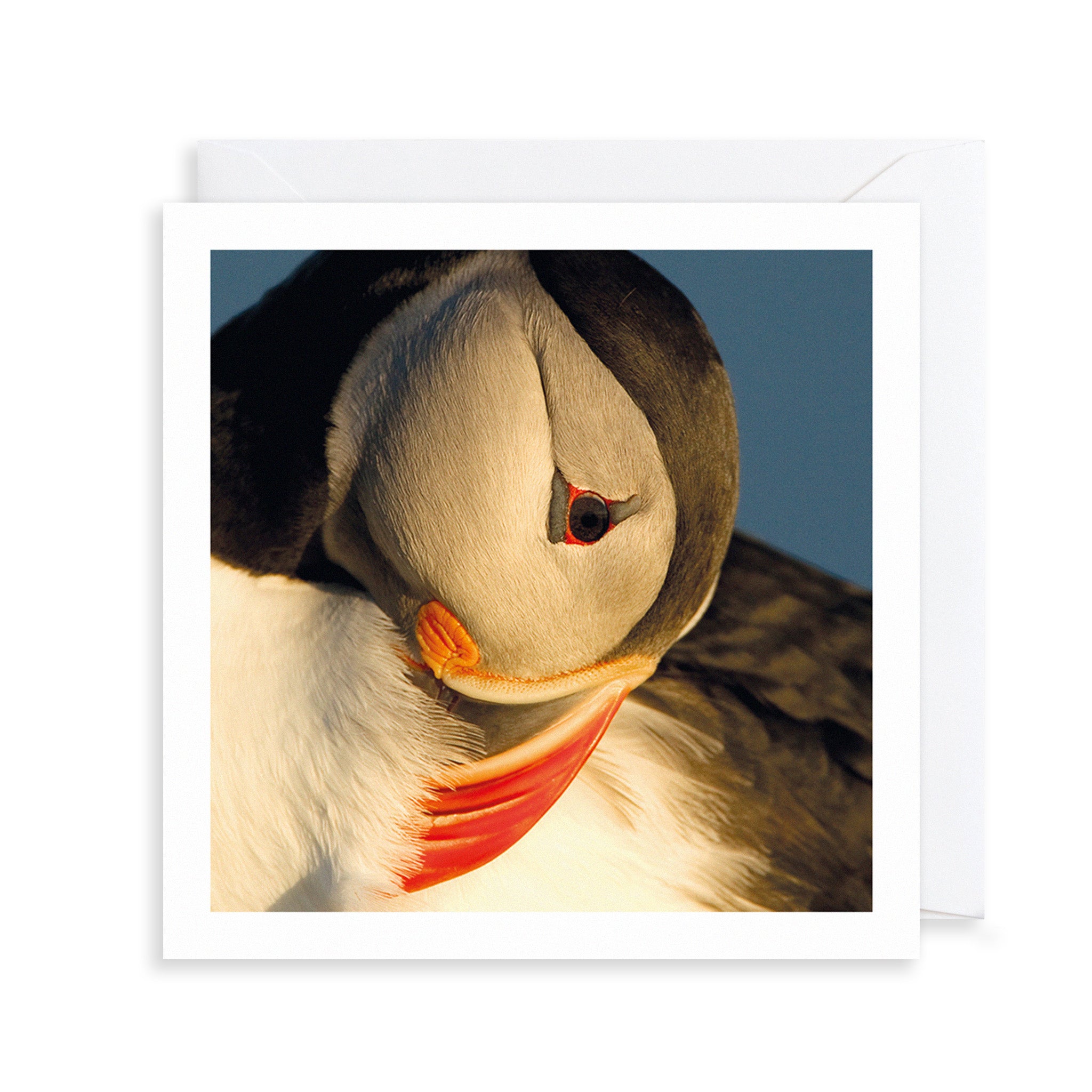Atlantic Puffin Photograph Greetings Card