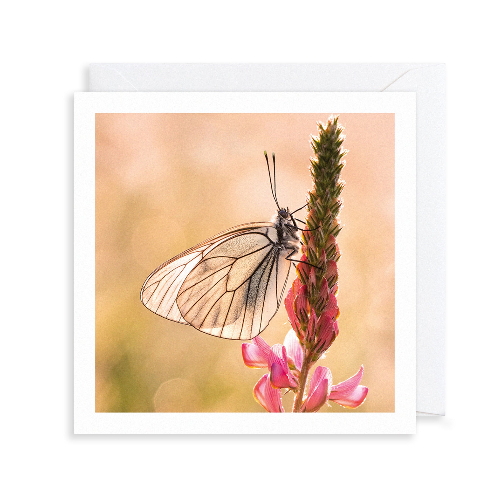 Black-Veined White Butterfly Photograph Greetings Card