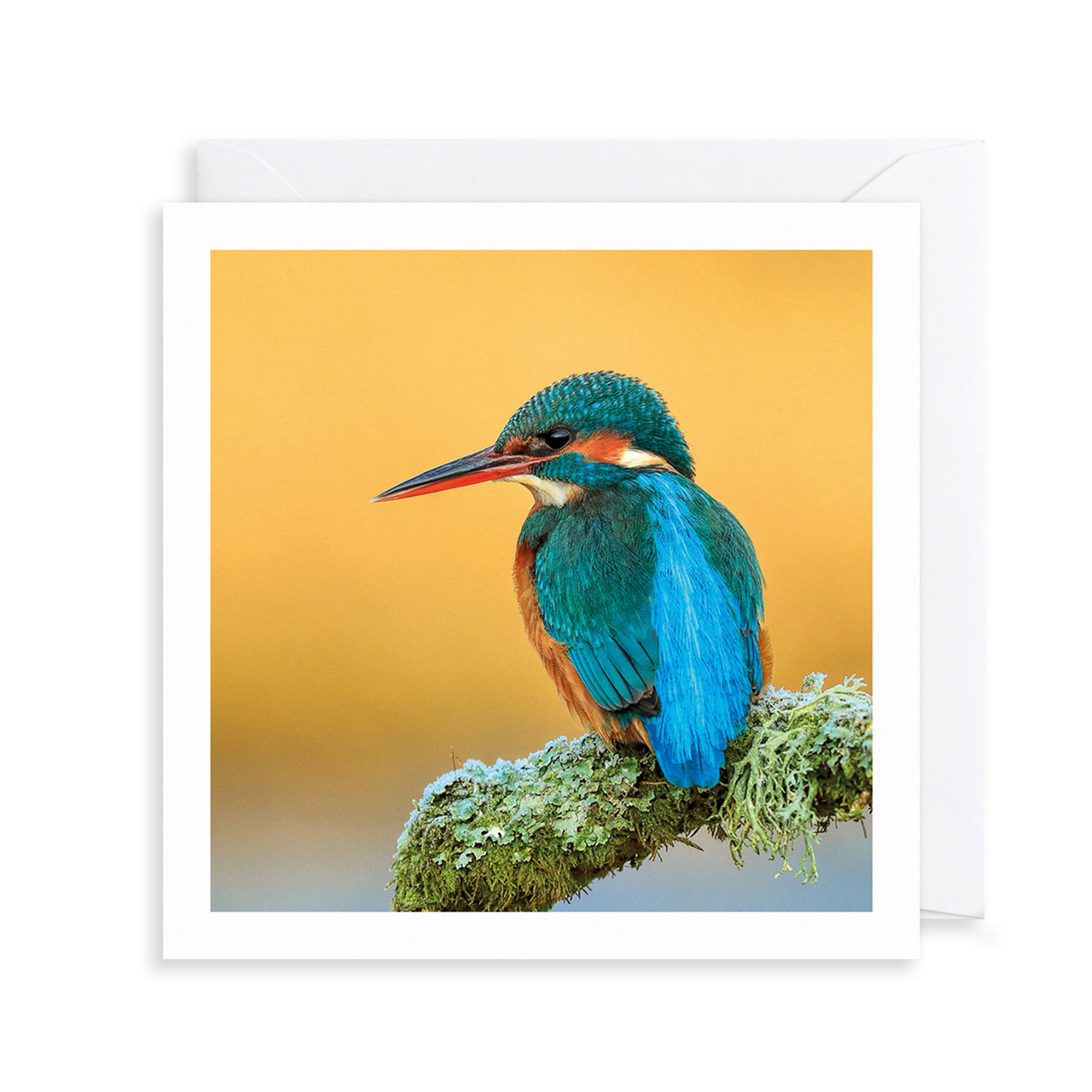Kingfisher Photograph Greetings Card
