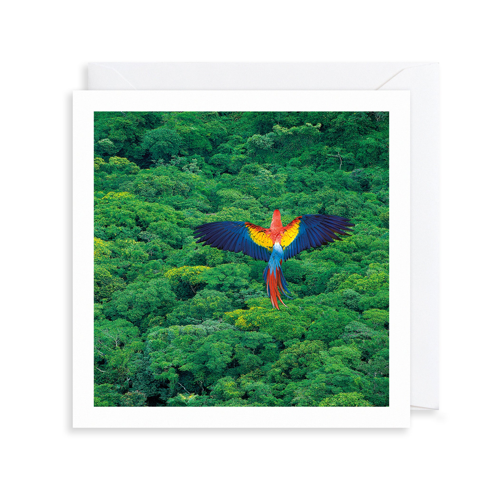 Scarlet Macaw Photograph Greetings Card