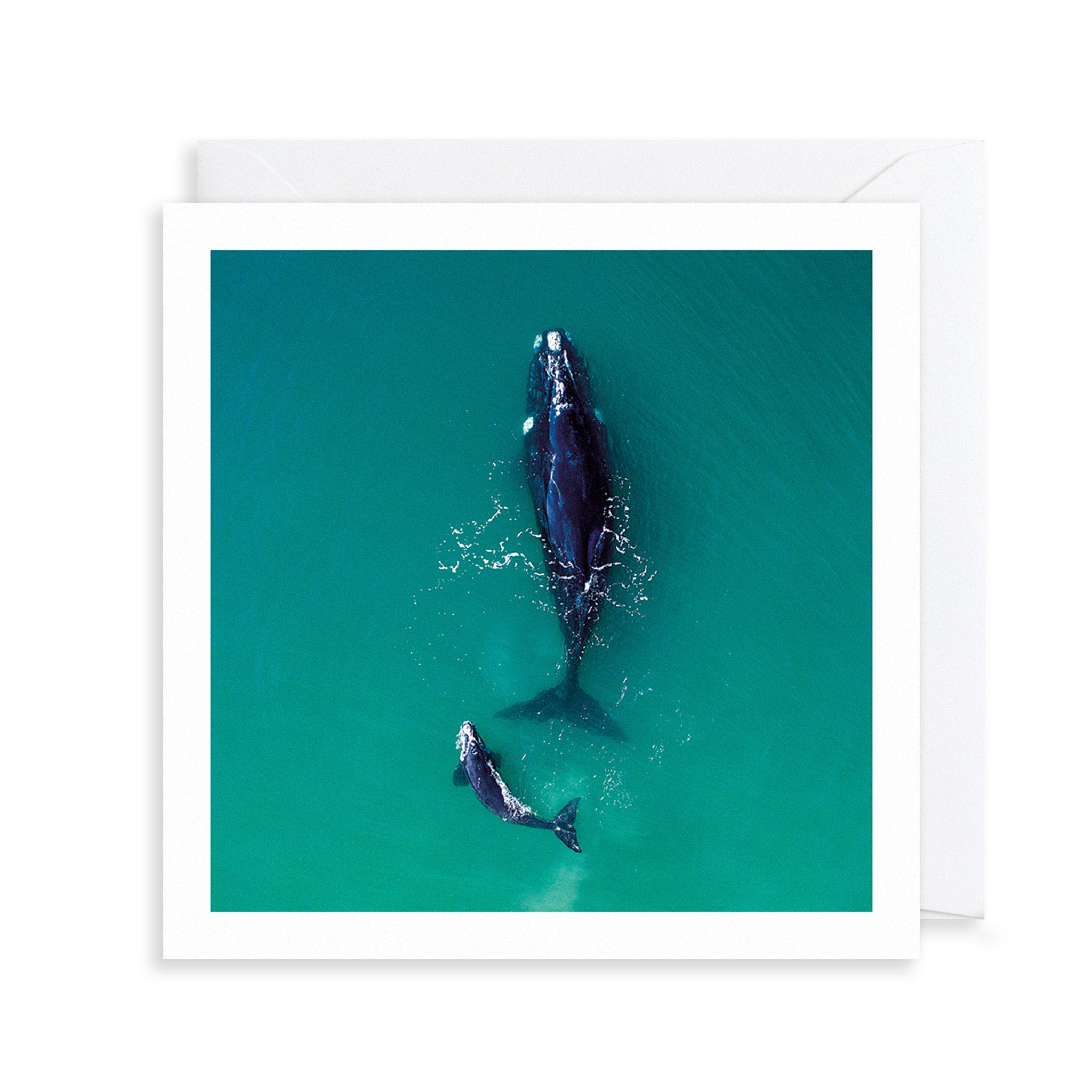 Humpback Whale Photograph Greetings Card