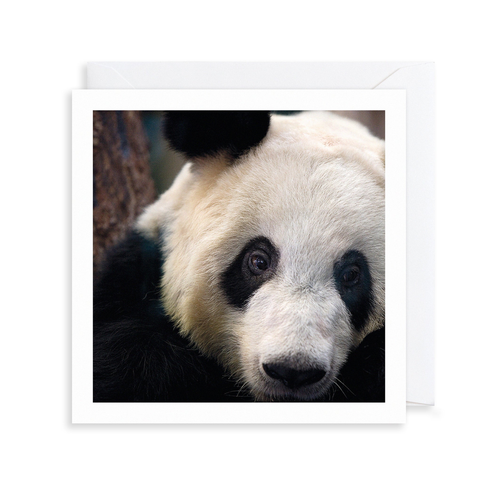 Giant Panda Photograph Greetings Card