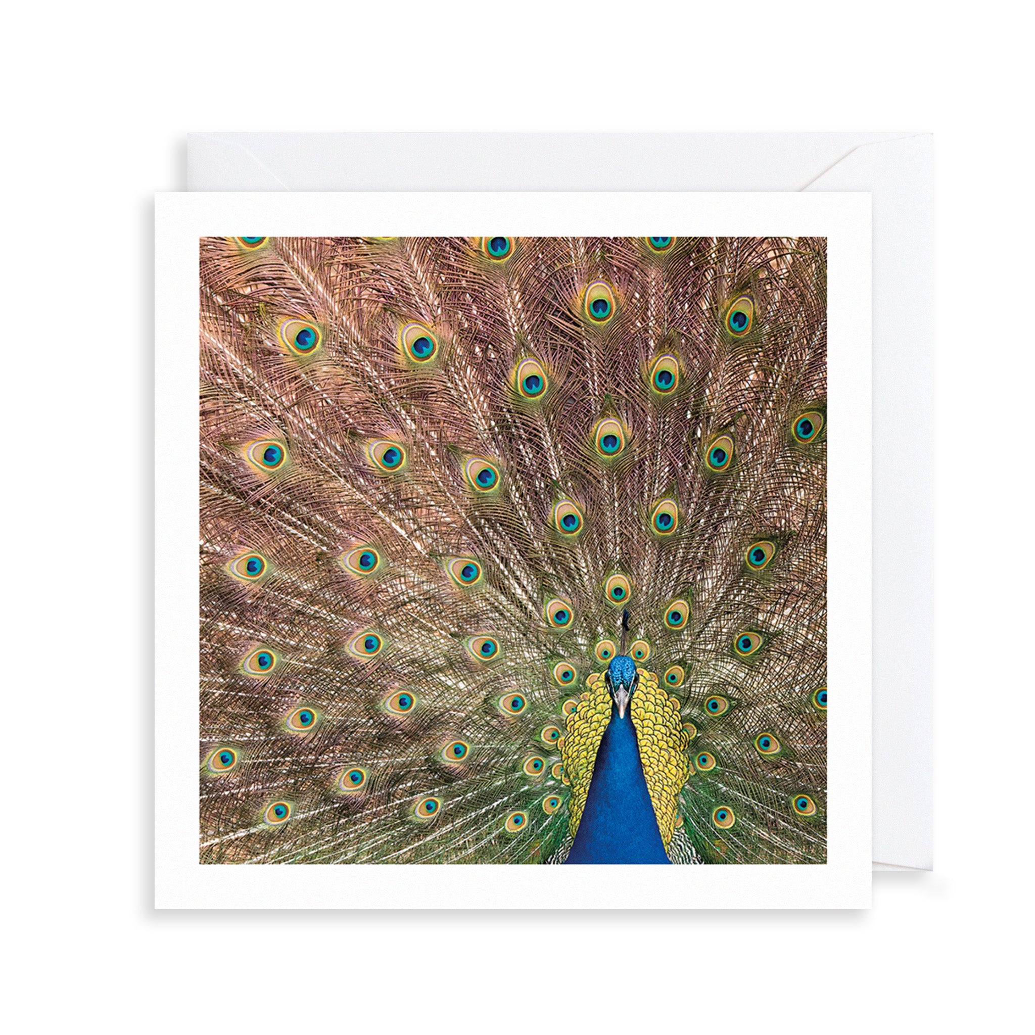 Indian Peafowl Photograph Greetings Card