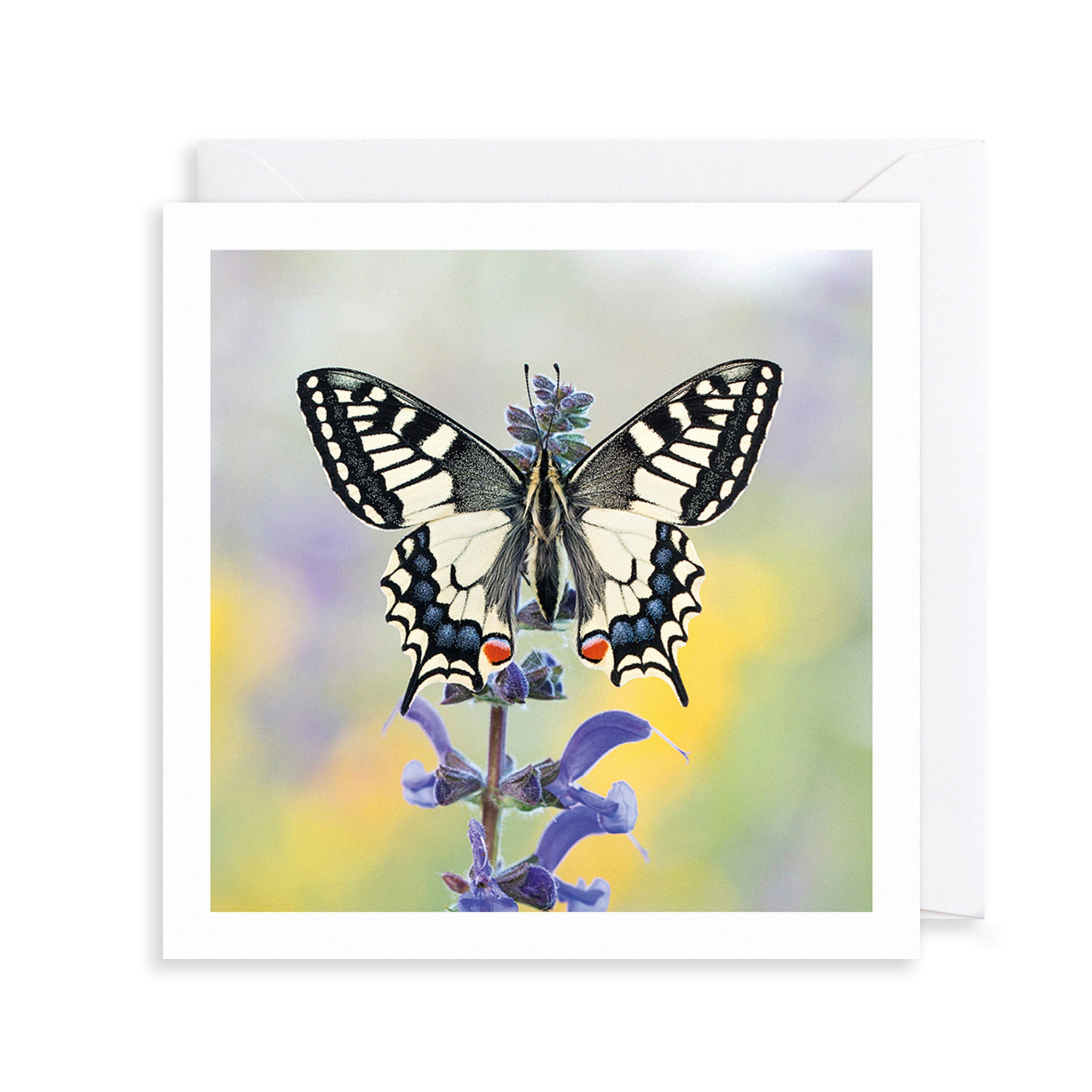 Swallowtail Butterfly Photograph Greetings Card