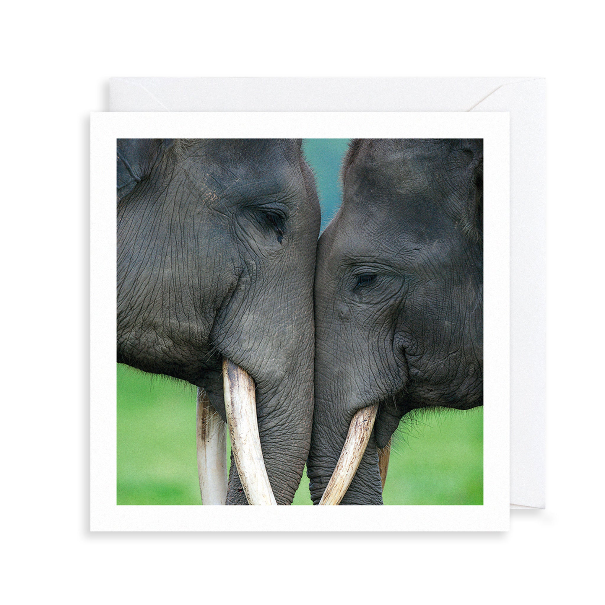 Asian Elephant Photograph Greetings Card