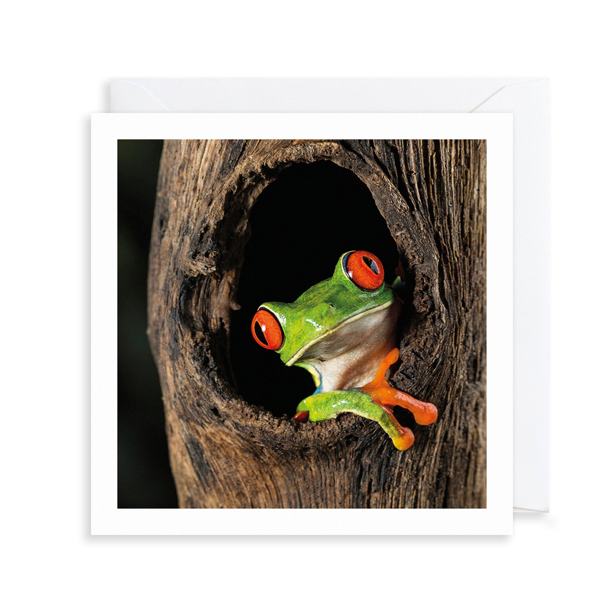 Red-Eyed Tree Frog Photograph Greetings Card