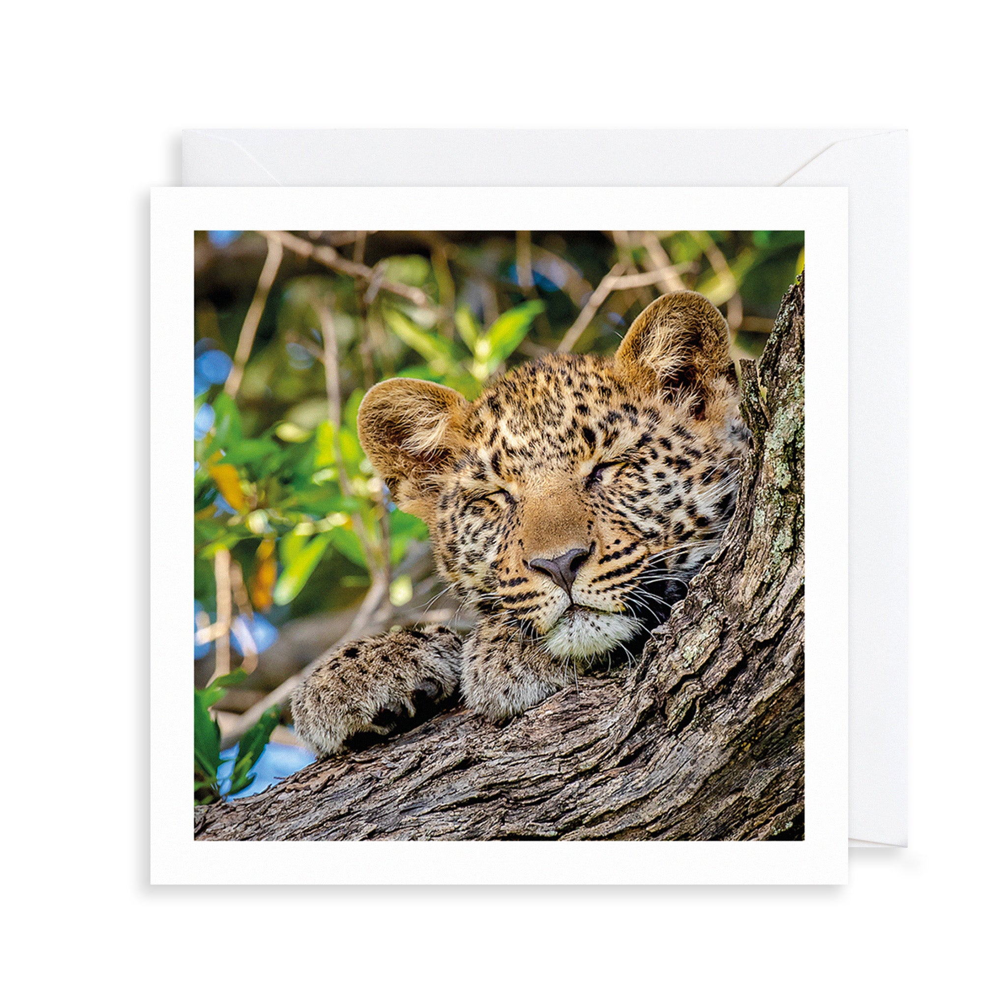 Leopard Cub Photograph Greetings Card