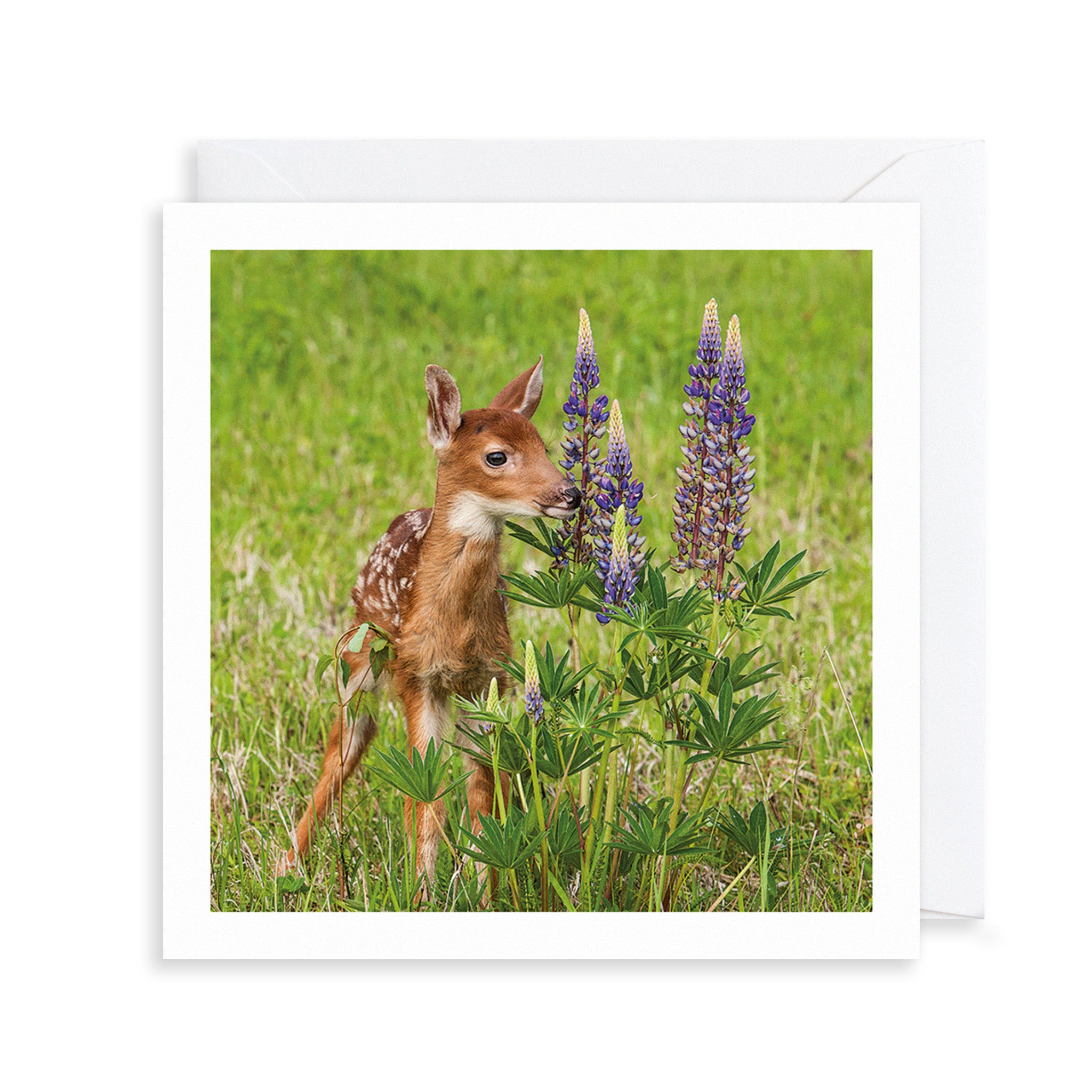 White-Tailed Deer Photograph Greetings Card