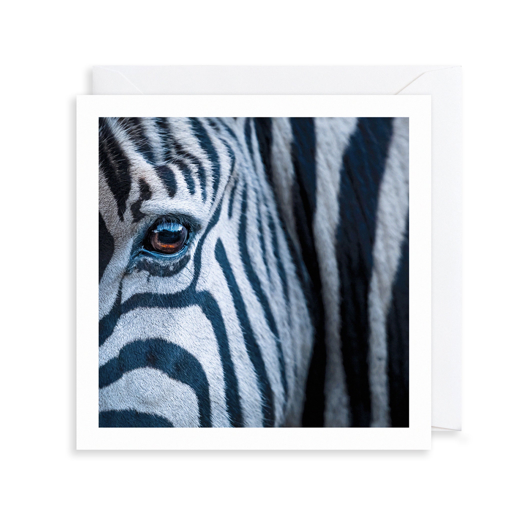 Zebra Photograph Greetings Card