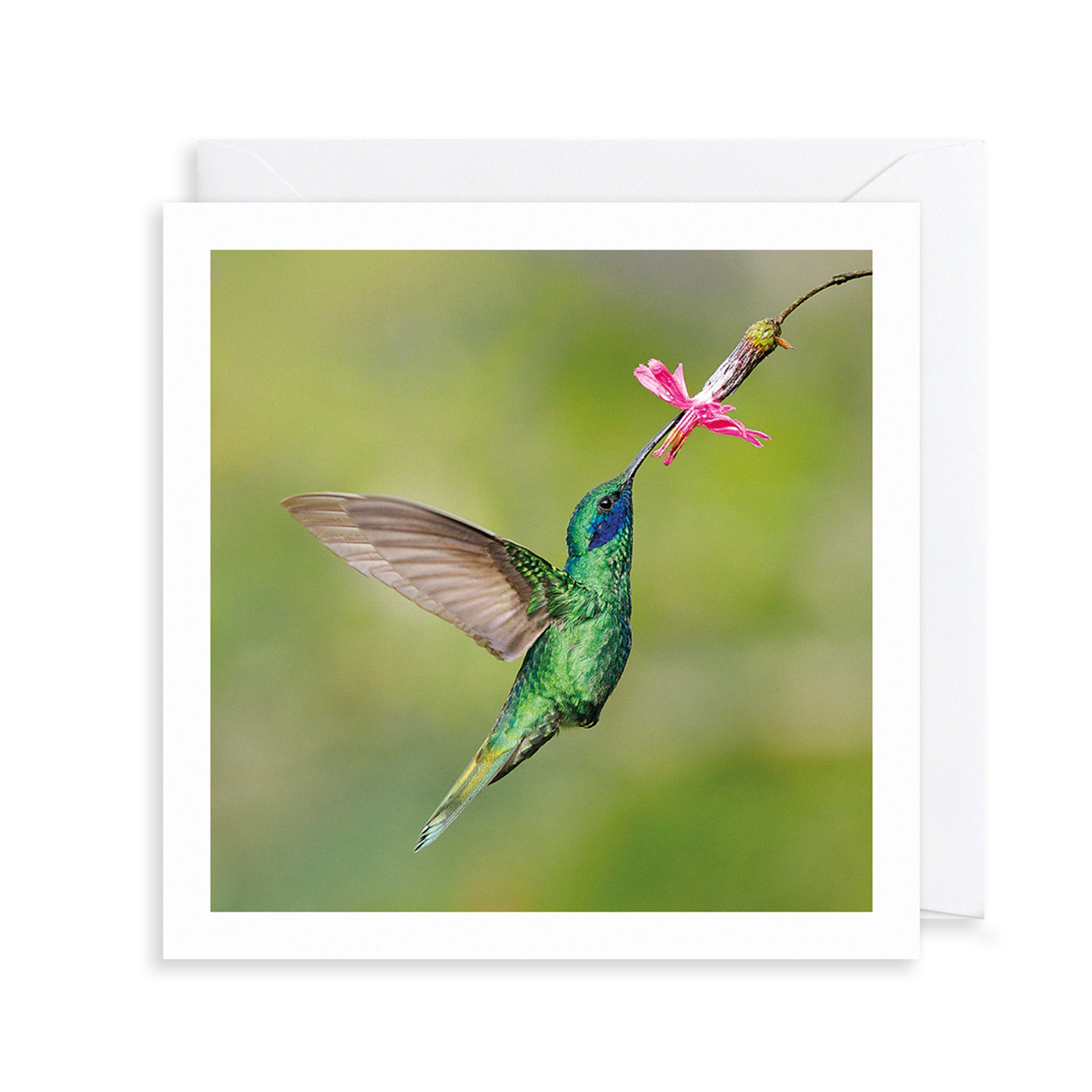 Hummingbird Photograph Greetings Card