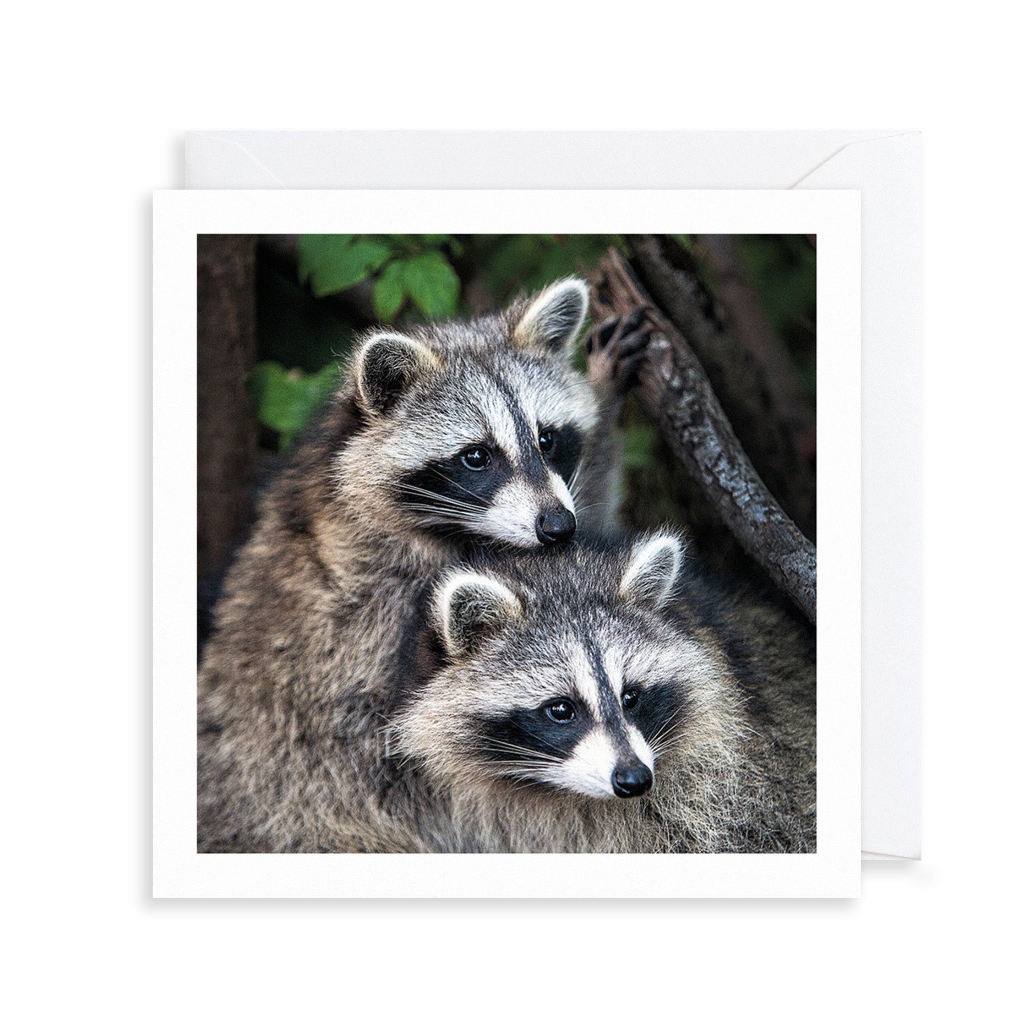 Racoons Photograph Greetings Card