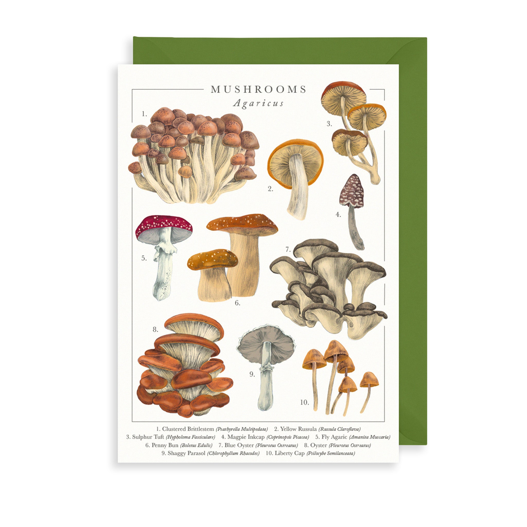 British Mushrooms Greetings Card