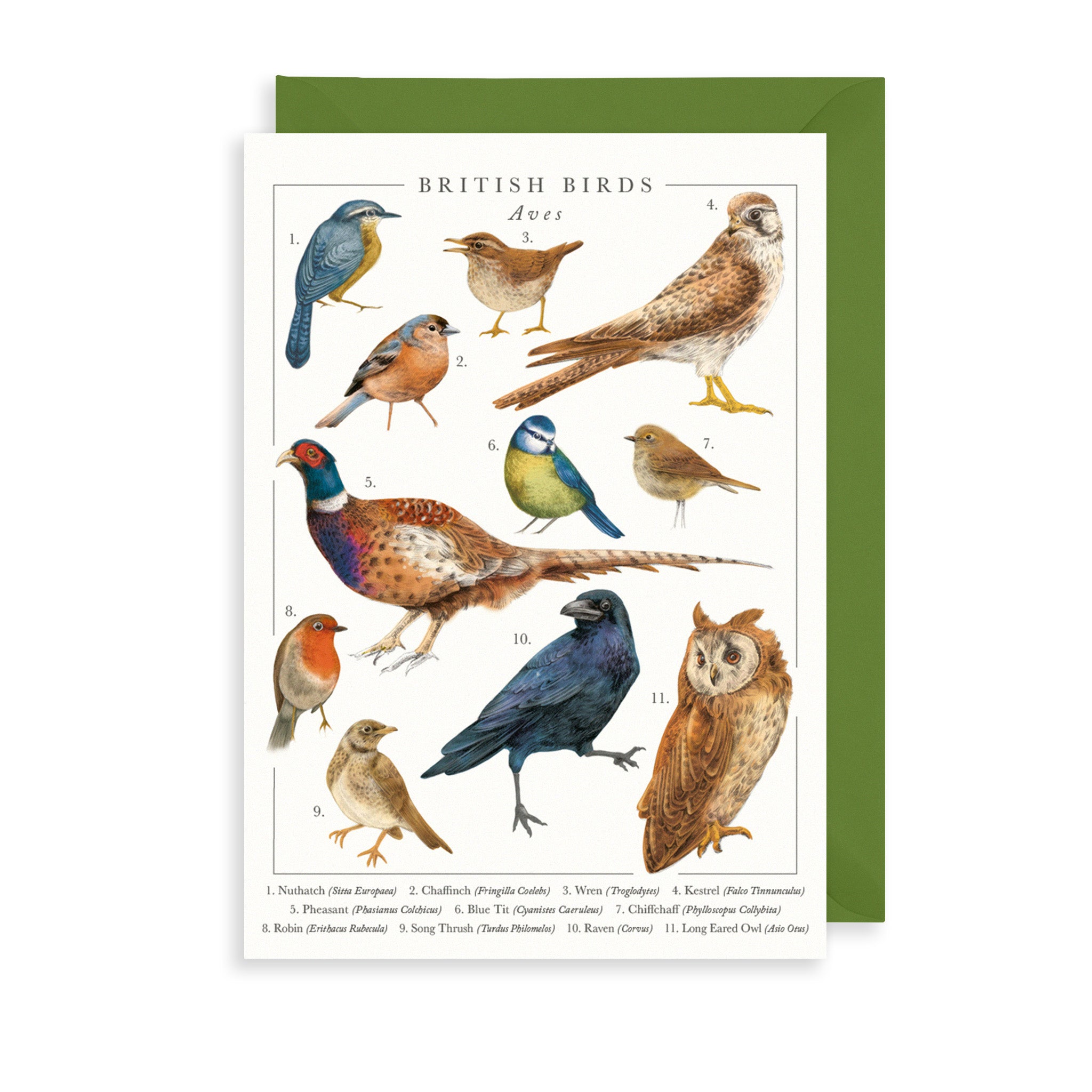 British Birds Greetings Card