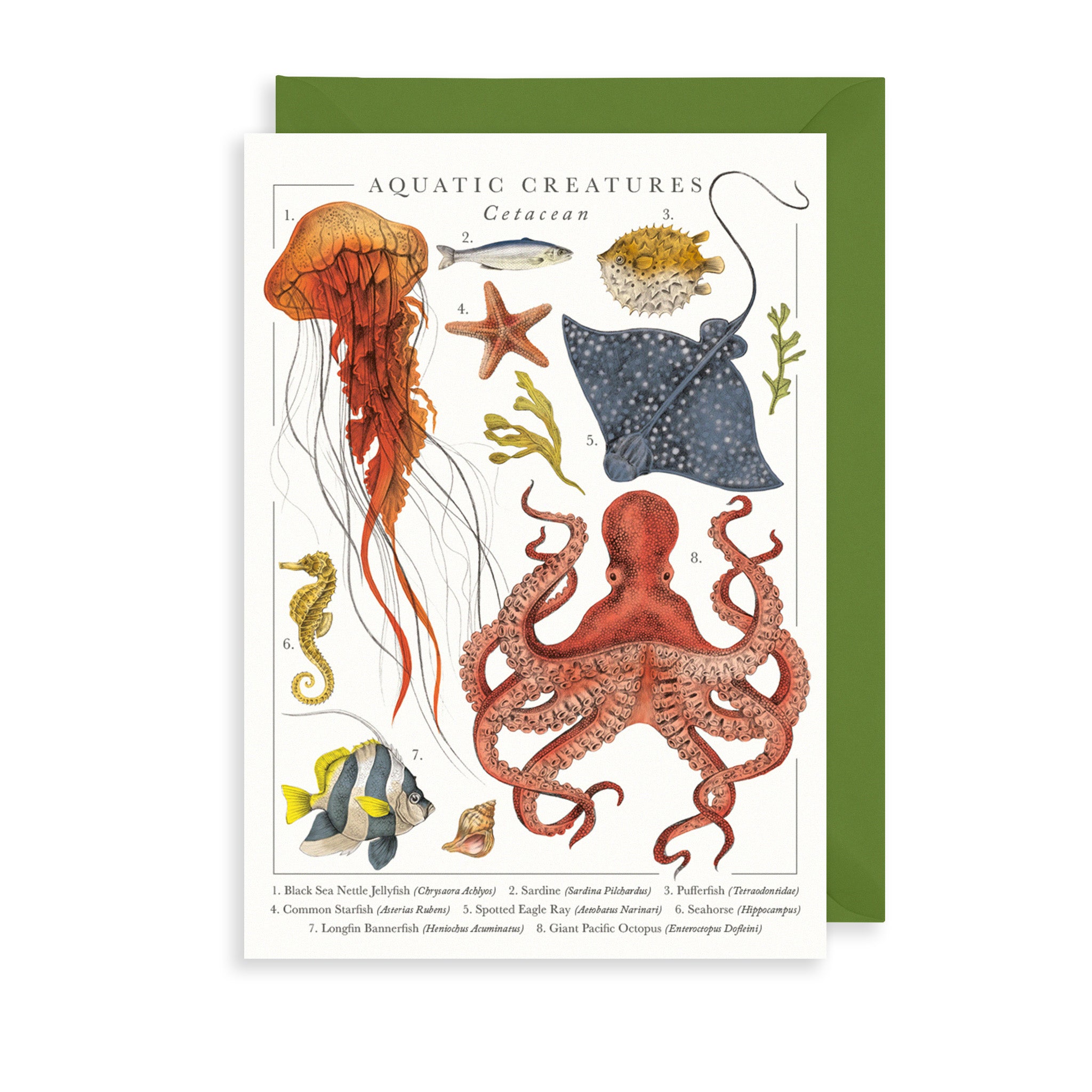 Ocean Life Greetings Card