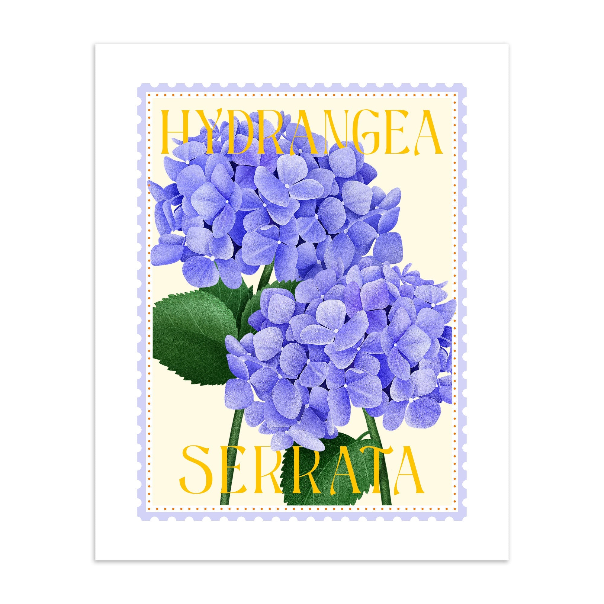 Art print of hydrangeas with text reading 'hydrangea serrata' on a cream background.