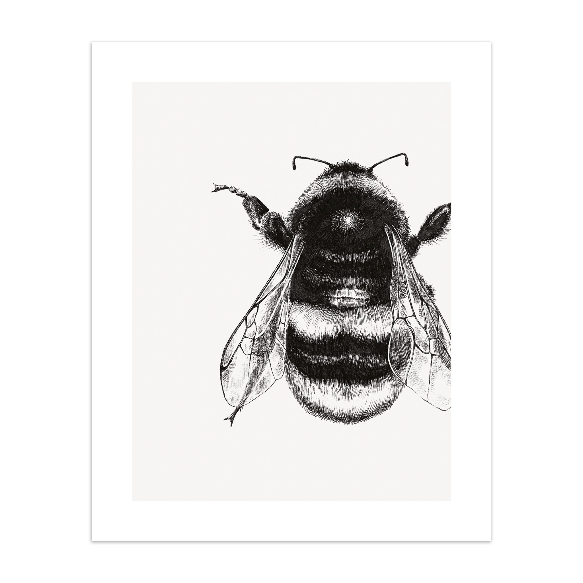 Art print of a black and white illustration of a bee on a white background.