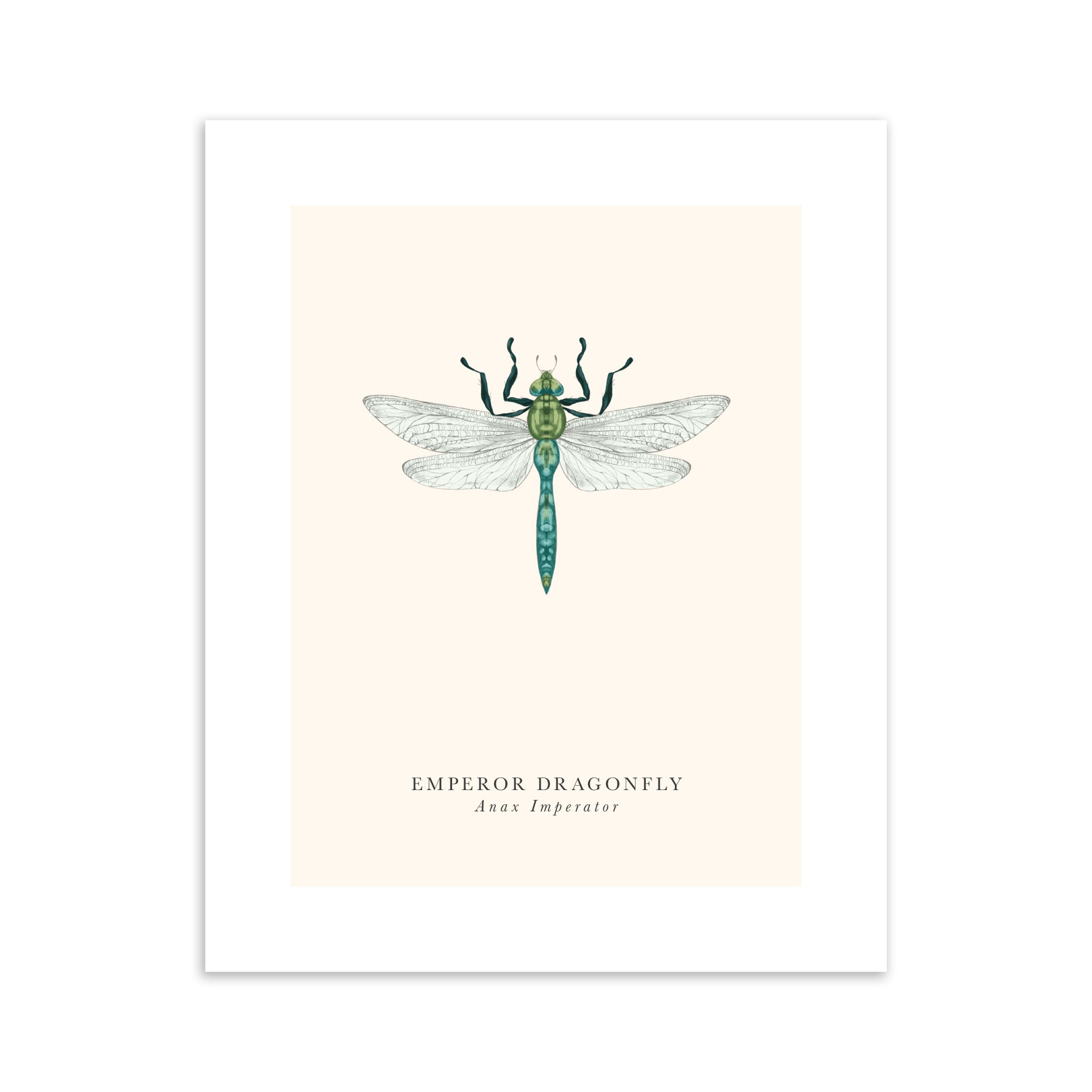 Illustration of an emperor dragonfly on a light pink background.