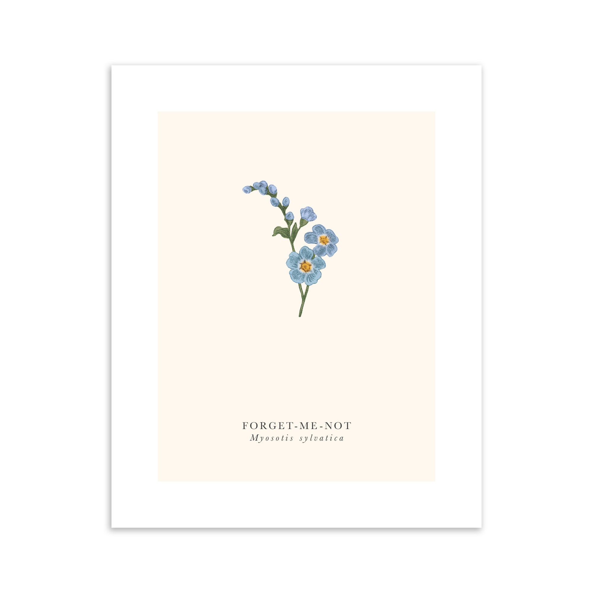 Art print with an illustration of forget-me-not flowers on a beige background.