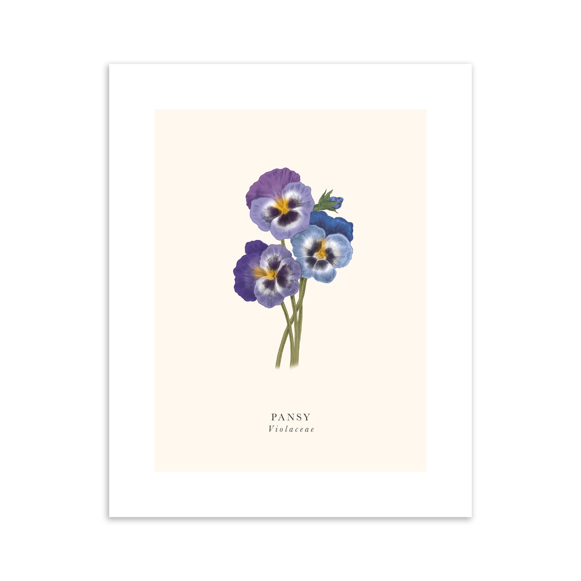 Artwork of a bouquet of pansies on a light cream background.