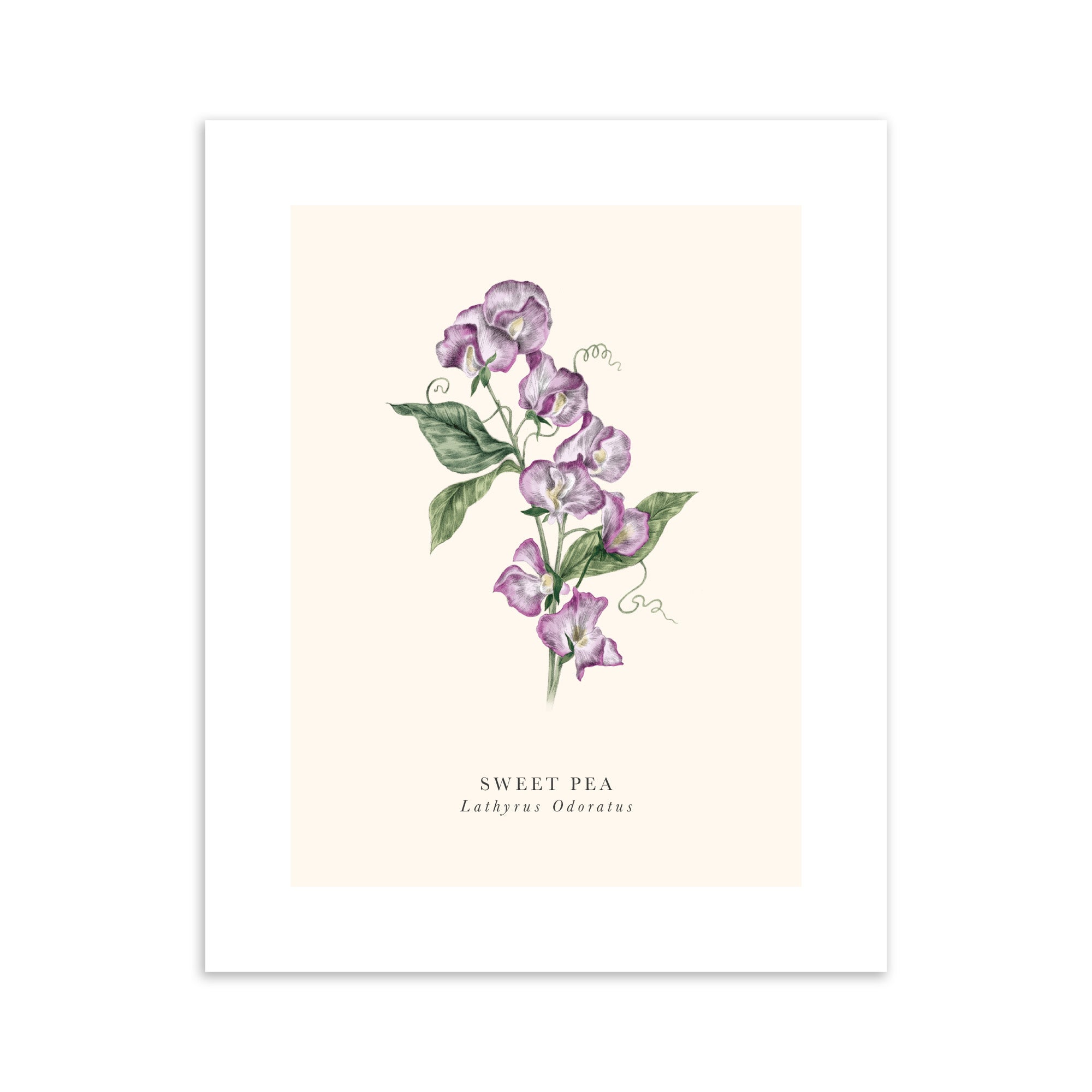 Illustration of sweet pea flowers on a beige background.