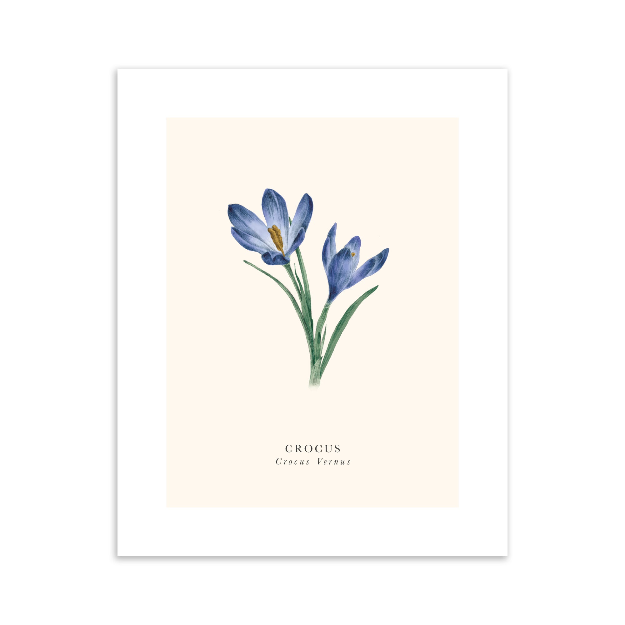 Illustration of blue crocus flowers on a beige background.