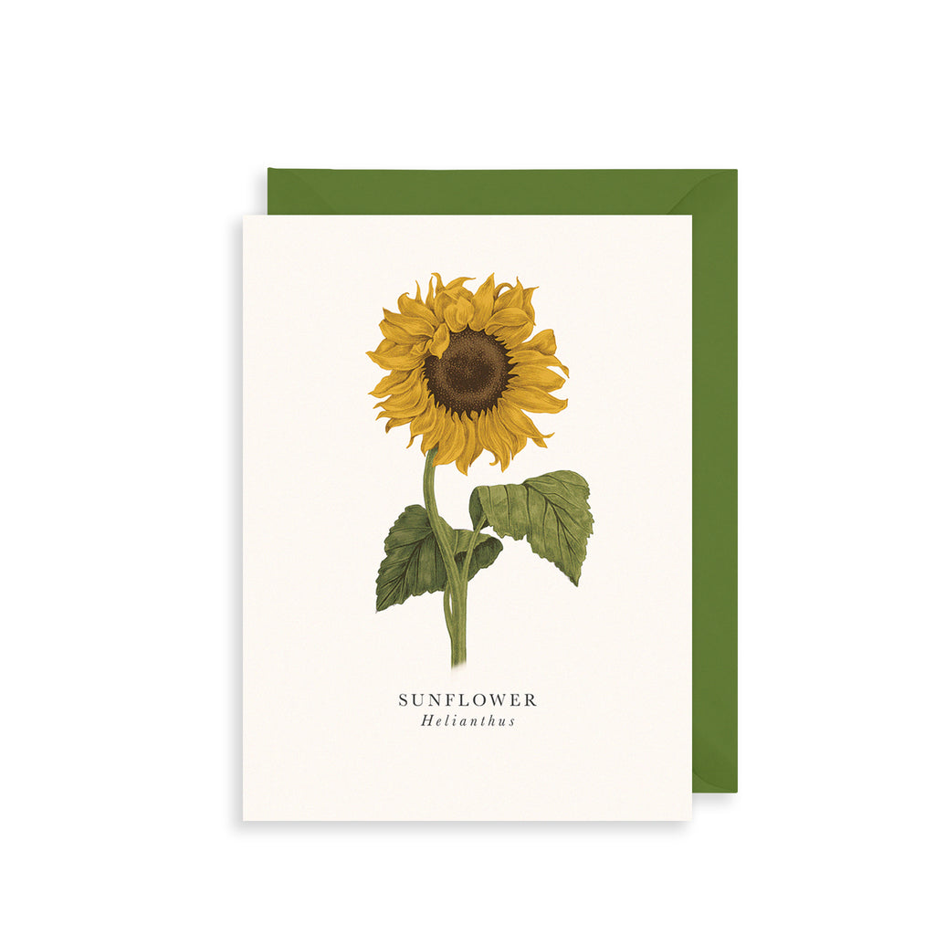 Sunflower Greetings Card The Art File