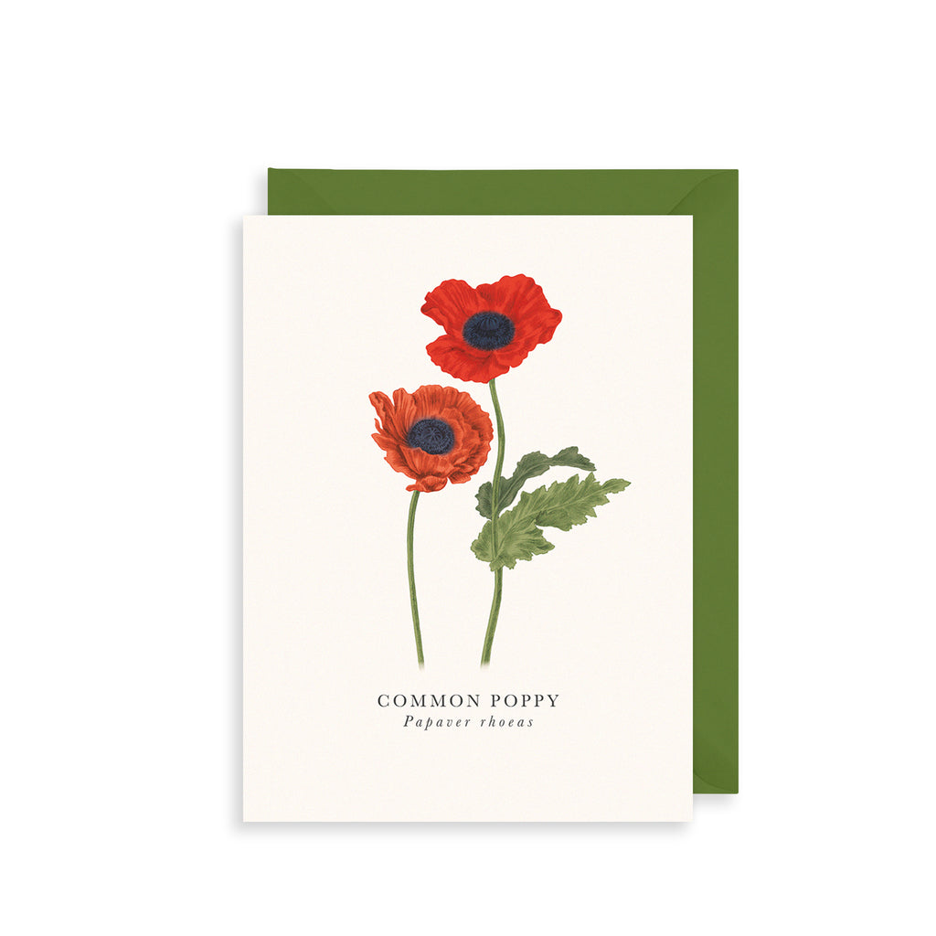 Common Poppy Greetings Card The Art File