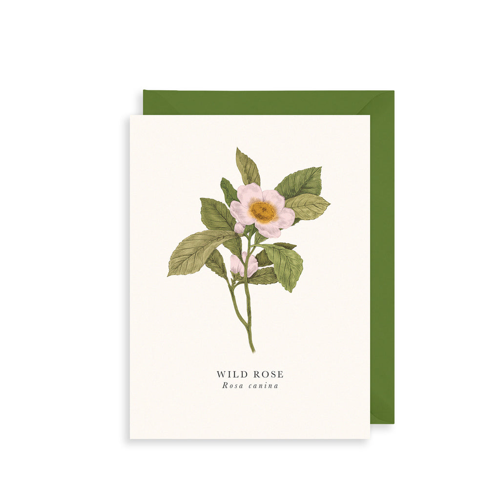 Wild Rose Greetings Card The Art File