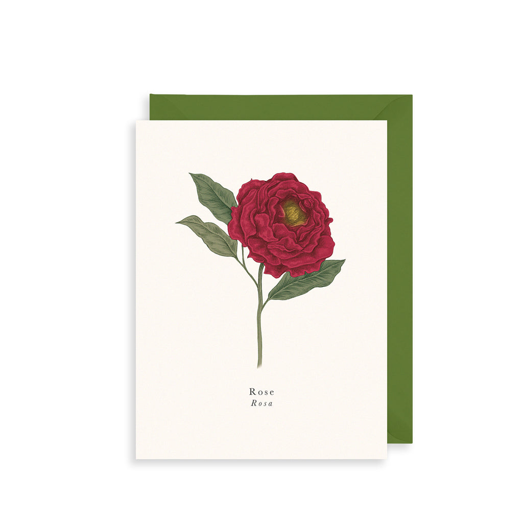 Rose Greetings Card The Art File