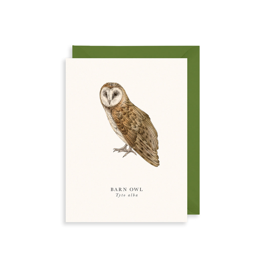 Perched Barn Owl Greetings Card The Art File