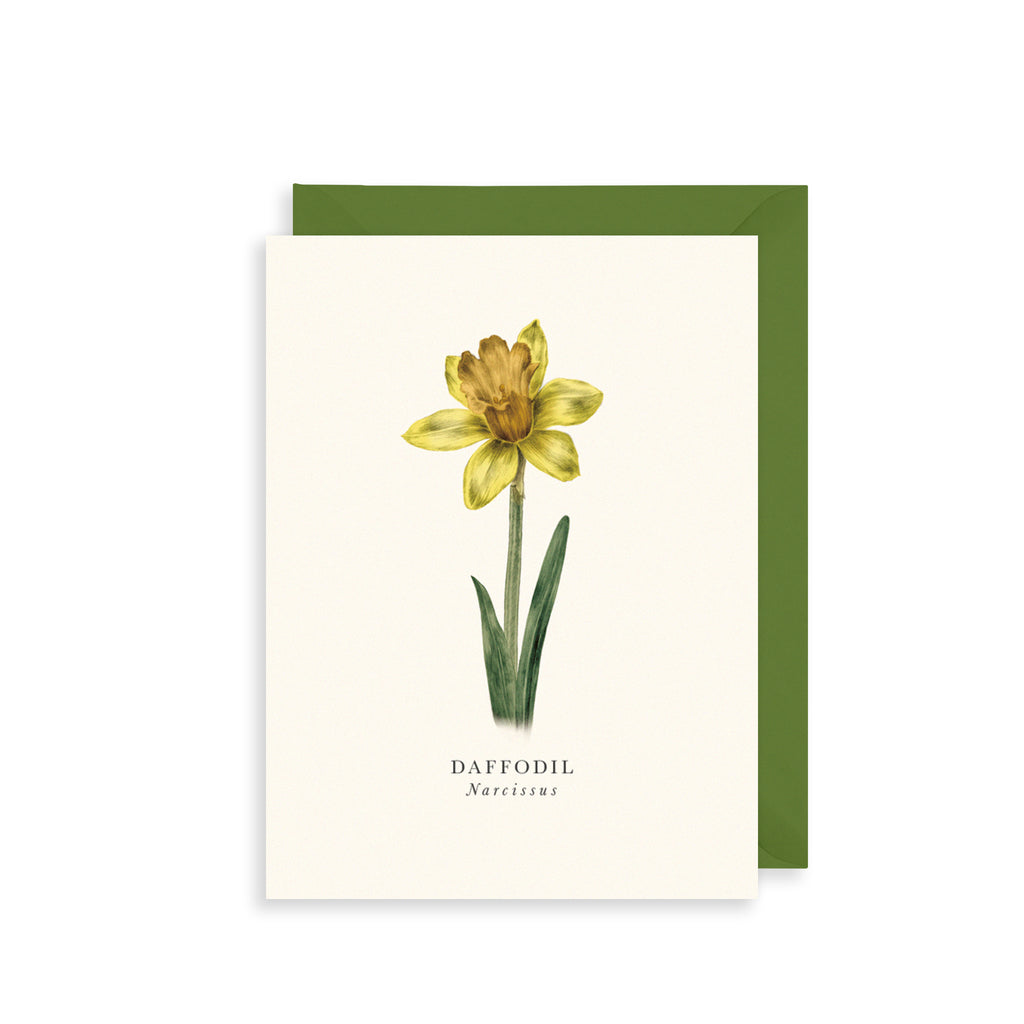 Daffodil Greetings Card The Art File