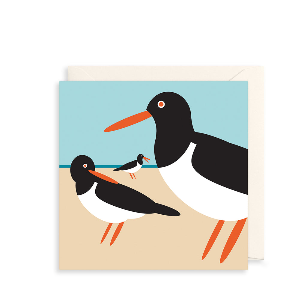 Oystercatcher Greetings Card The Art File
