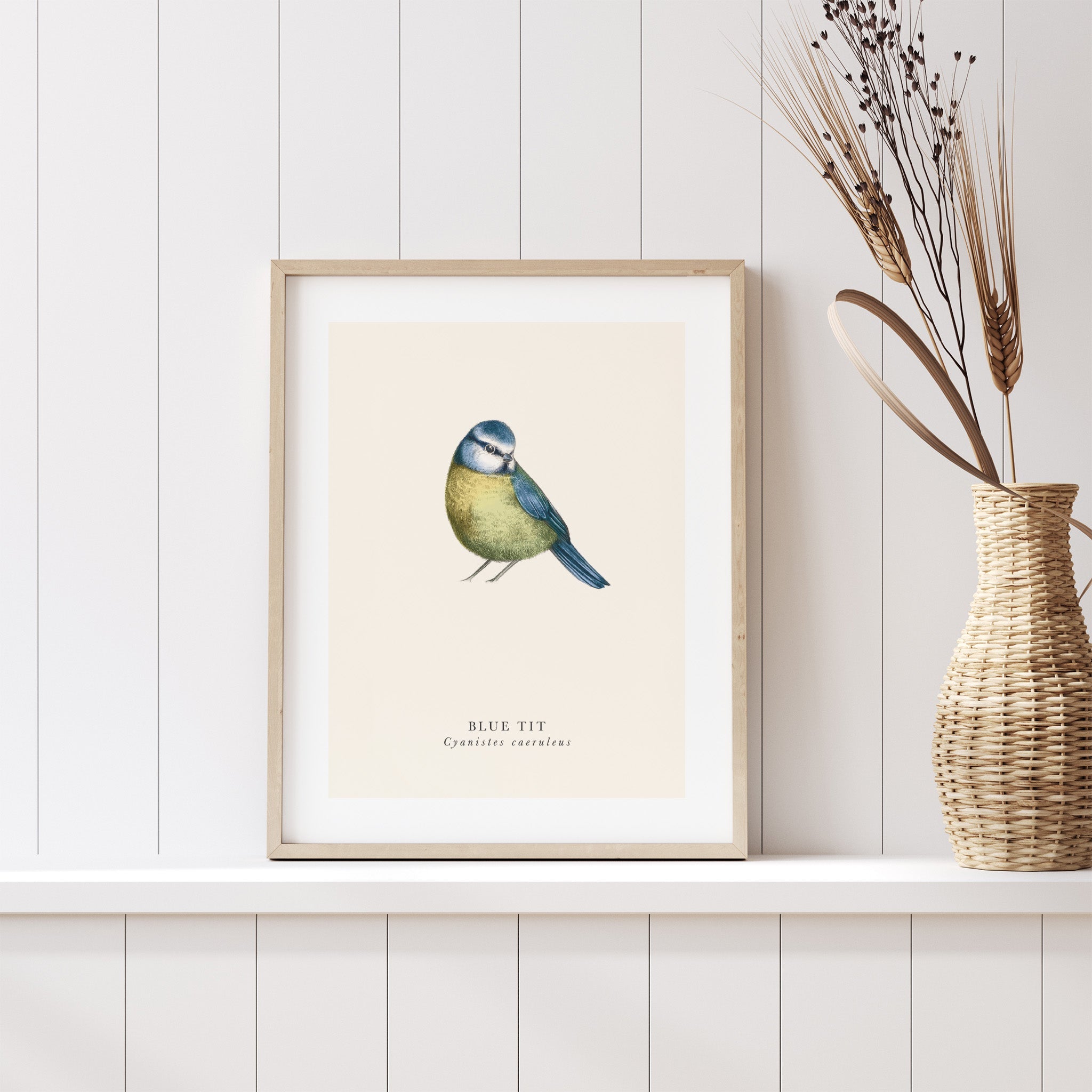 Traditional art print featuring a detailed illustration of a blue tit, with the title underneath. Art print is leaning on a shelf against a panelled wall.