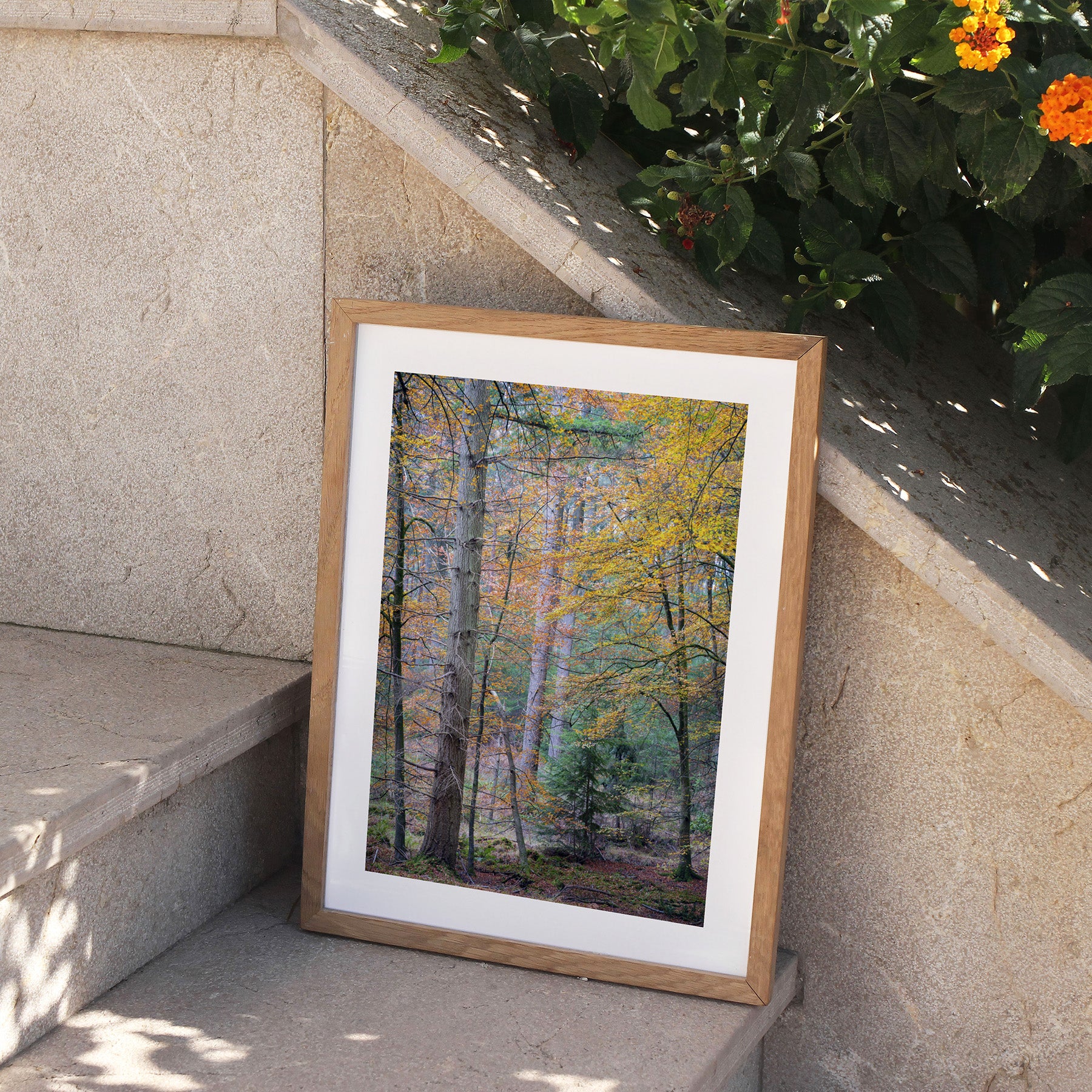 Framed photography art print featuring Autumn trees in a forest, perched on stone steps outside.