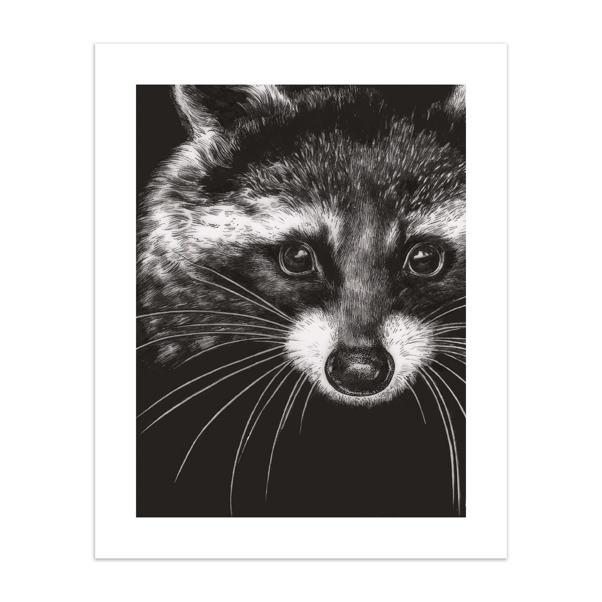 Art print of a black and white illustration of a raccoon's face on a white background.