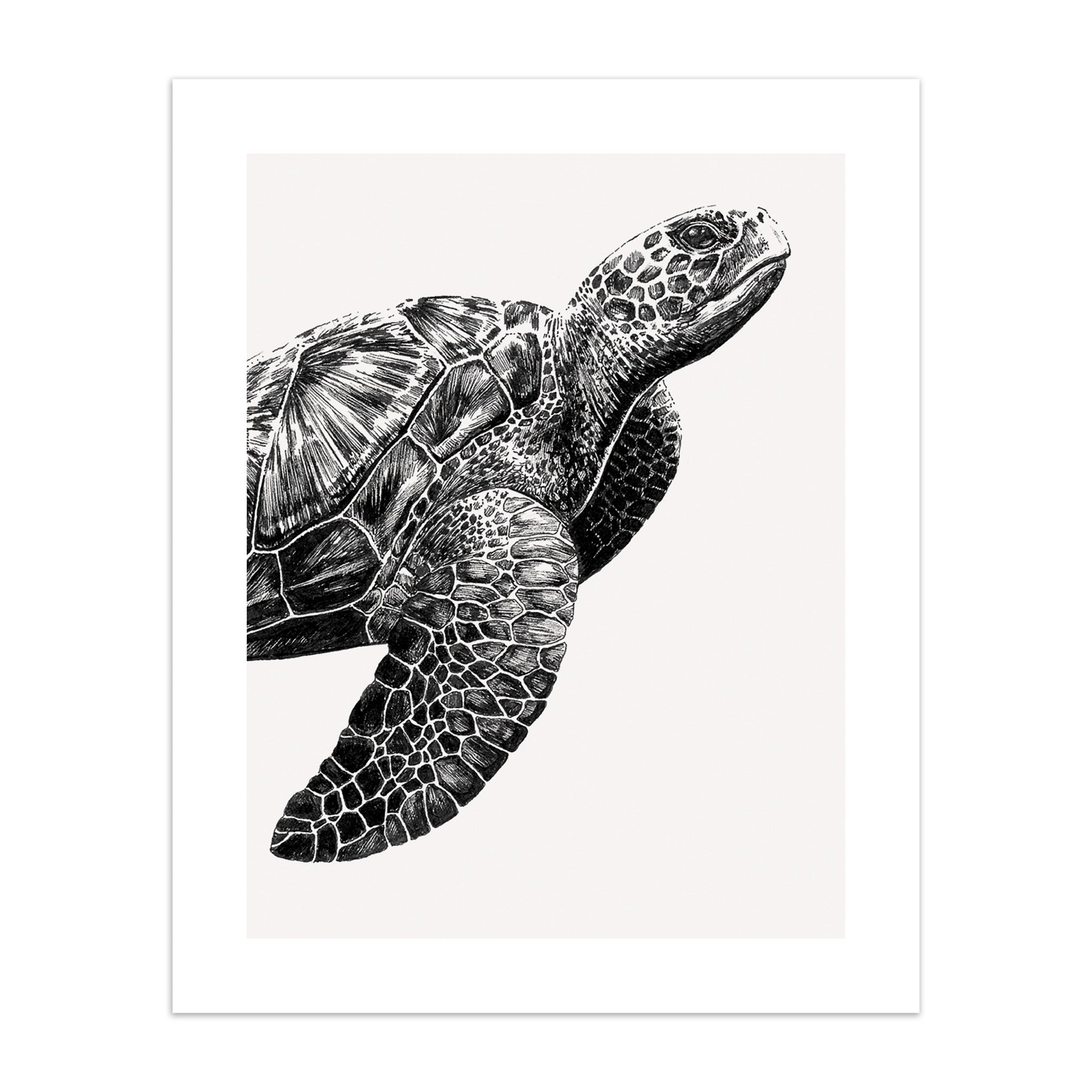 Art print of a black and white illustration of a turtle on a white background.