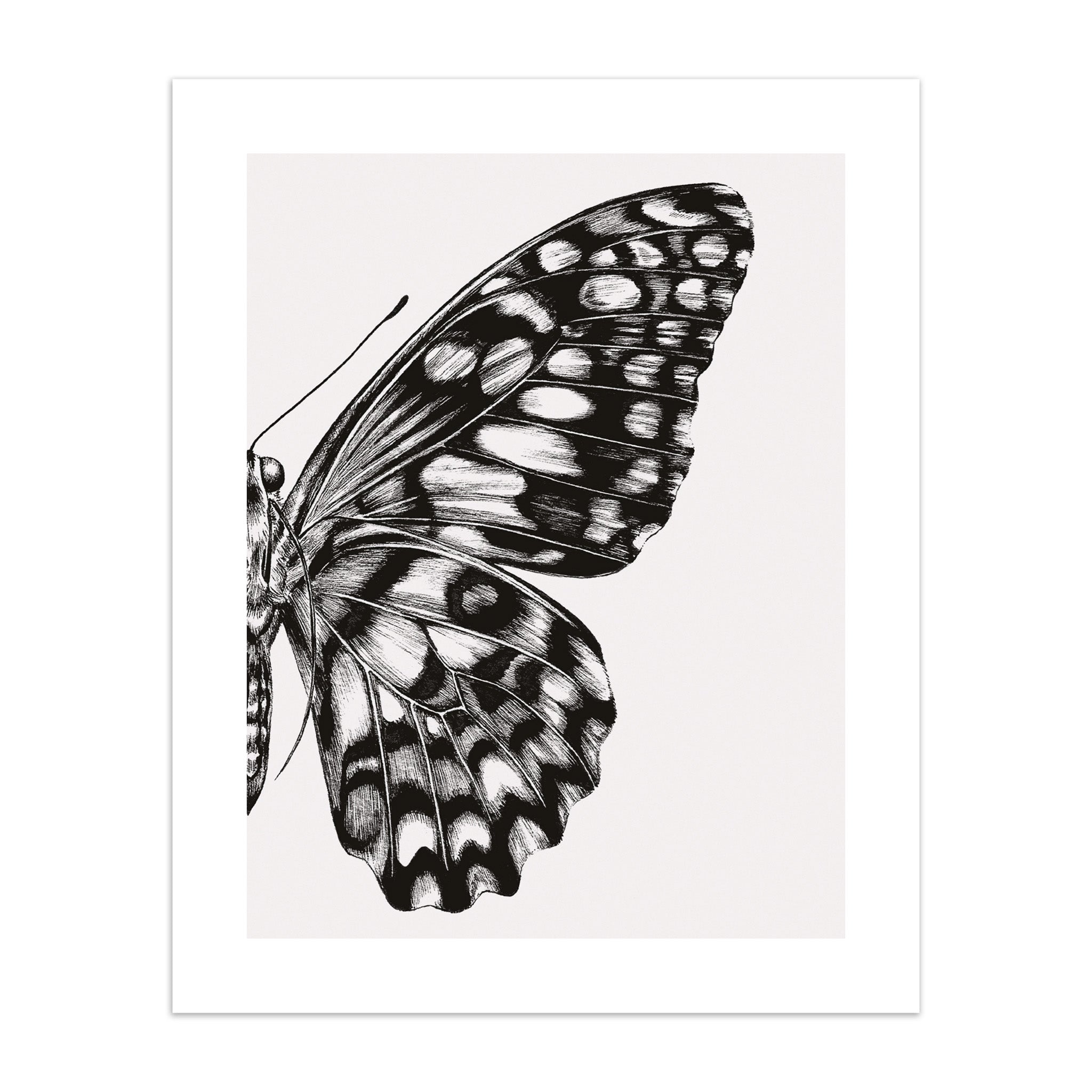 Art print of a black and white butterfly illustration on a white background.