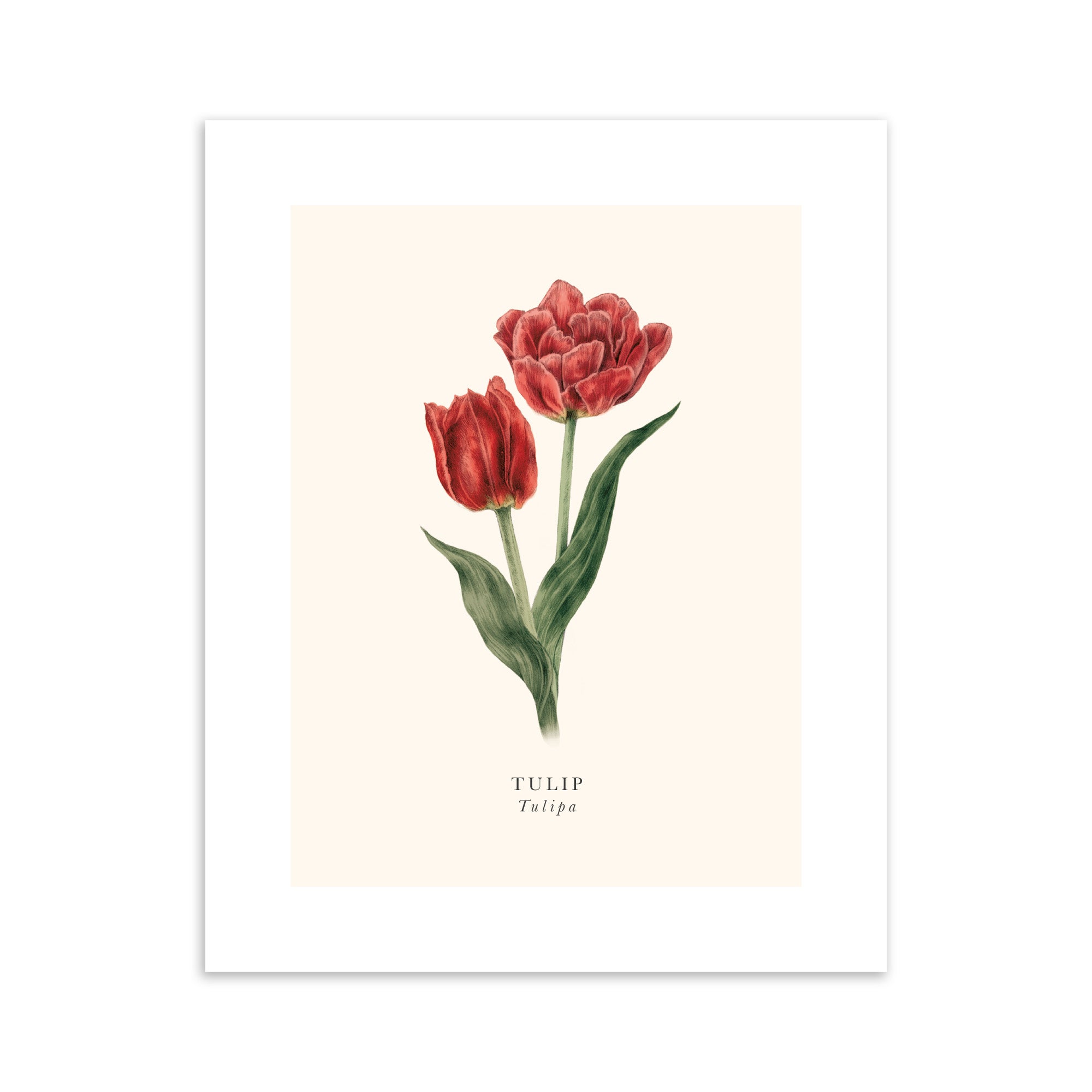 Illustration of two red tulips on a beige background.