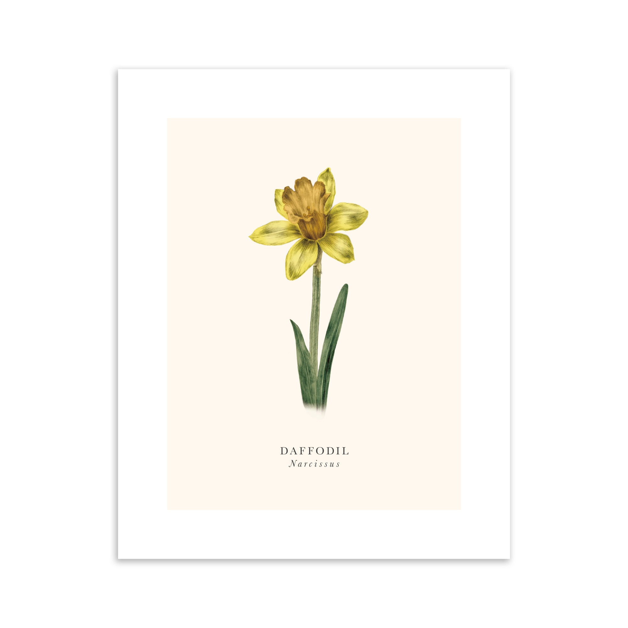 Illustration of a yellow daffodil flower on a light pink background.