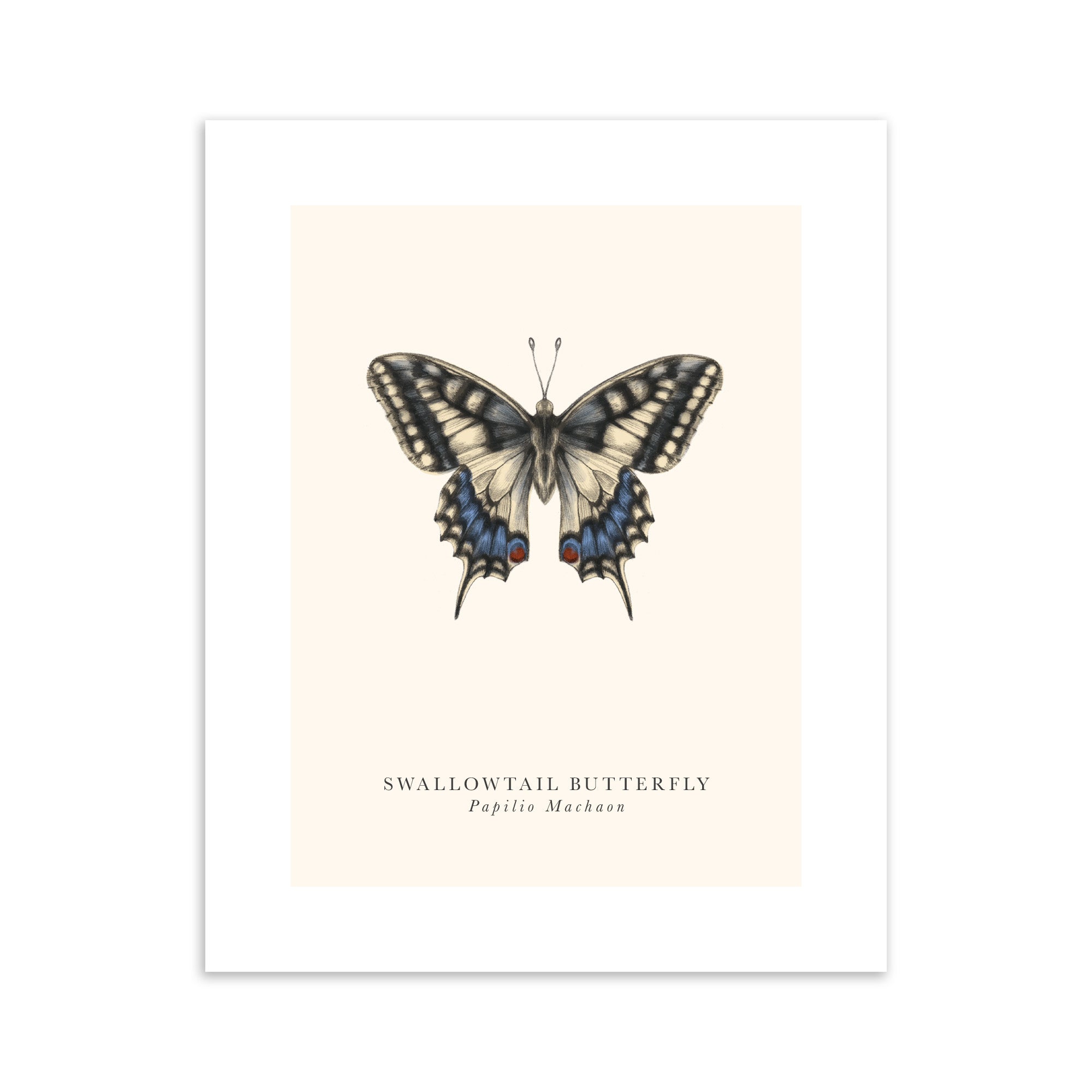 Illustration of a swallowtail butterfly on a beige background with text below.