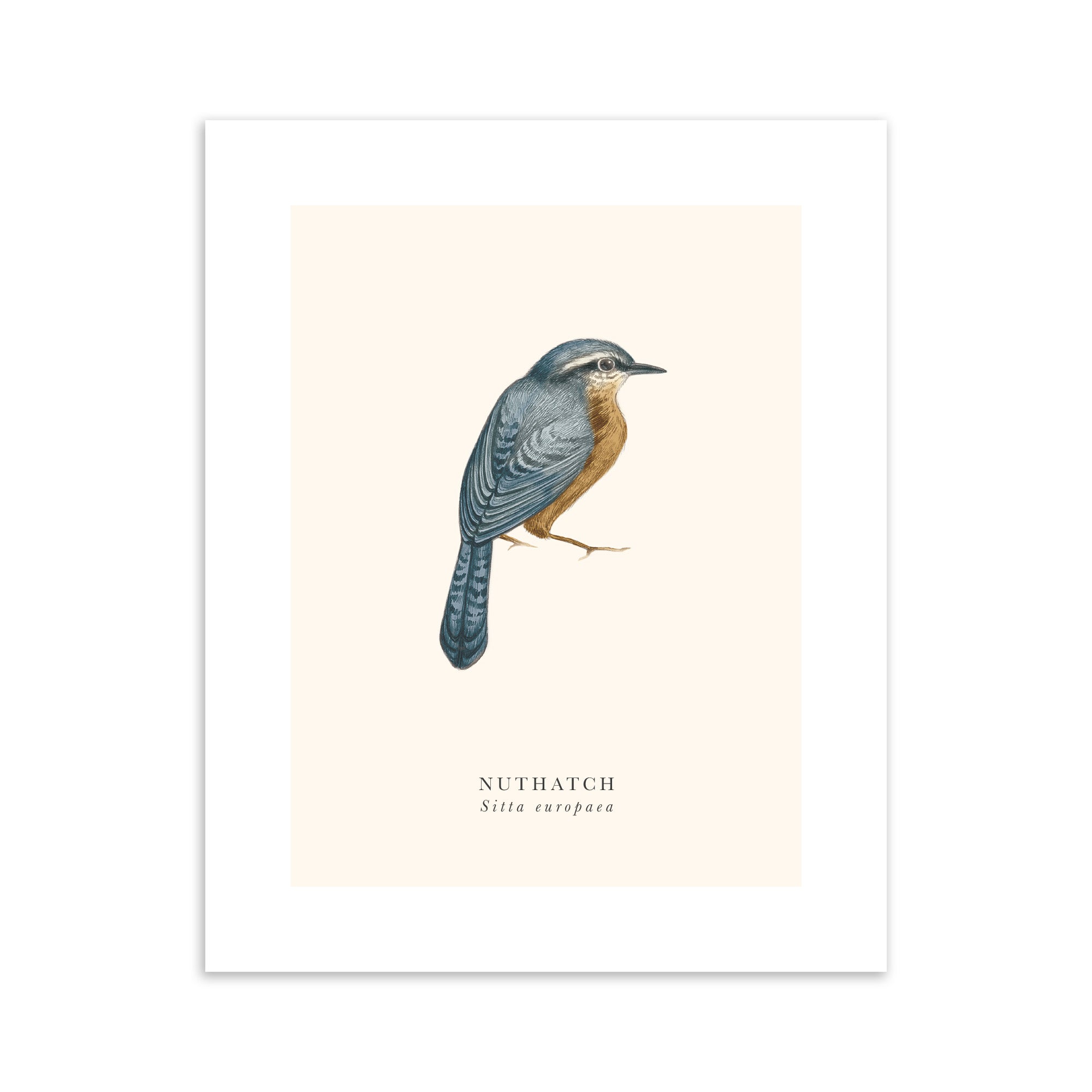 Illustration of a nuthatch bird on a beige background.