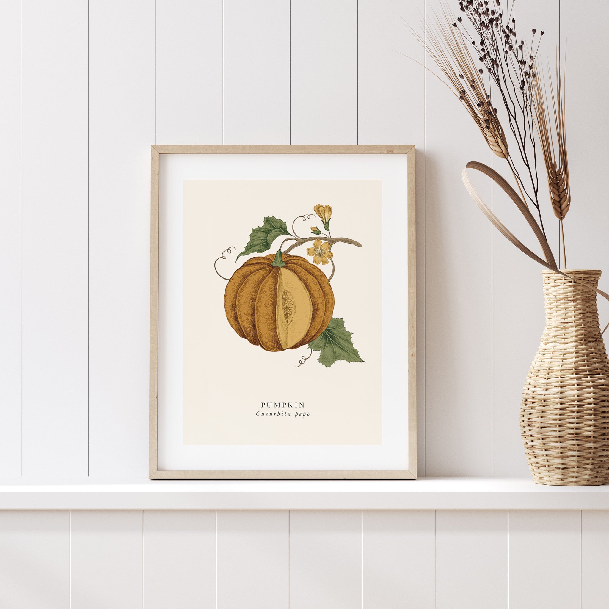 Framed botanical print of a pumpkin on a white wall with a woven vase containing dried plants.
