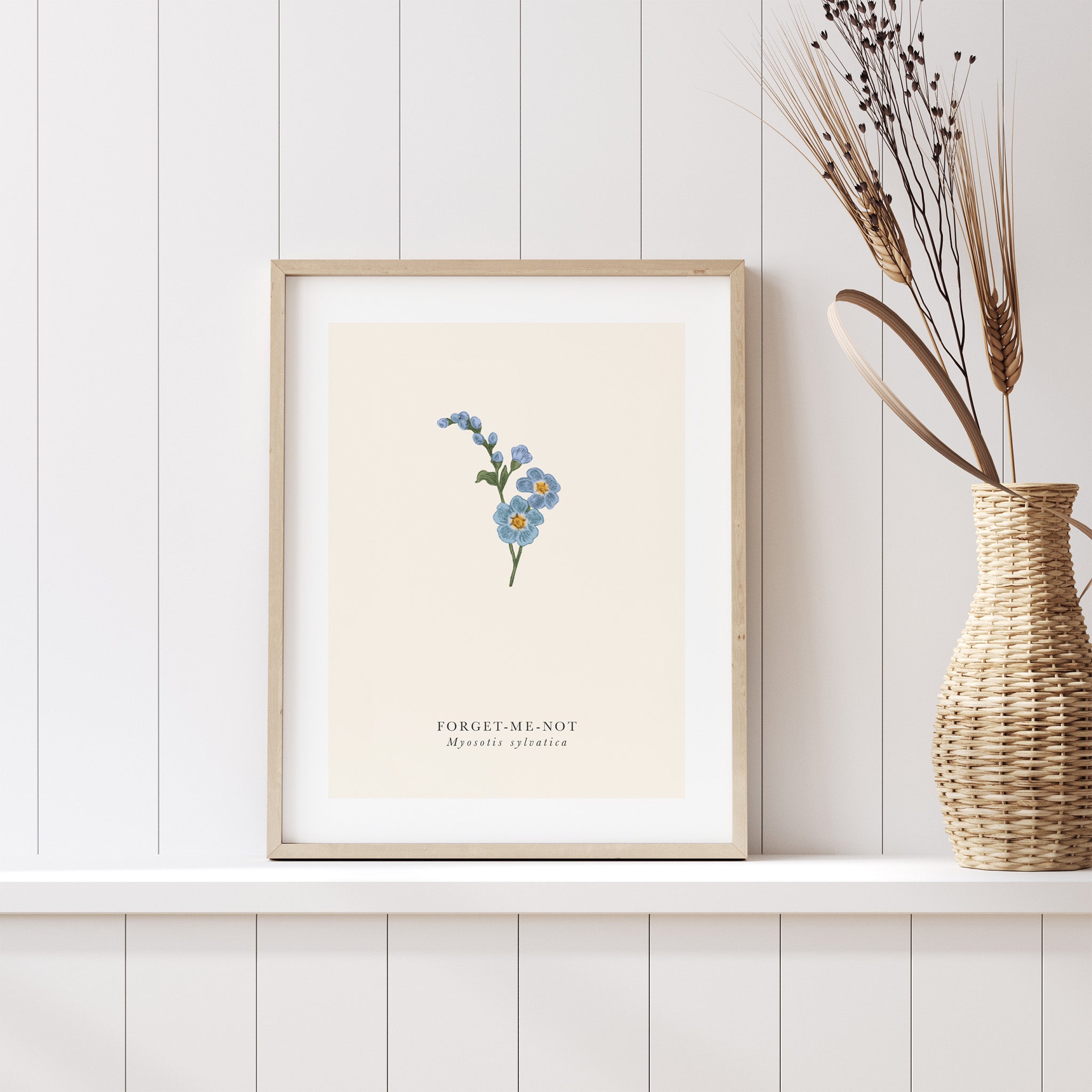 Framed botanical print of forget-me-nots on a white wall with a woven vase.