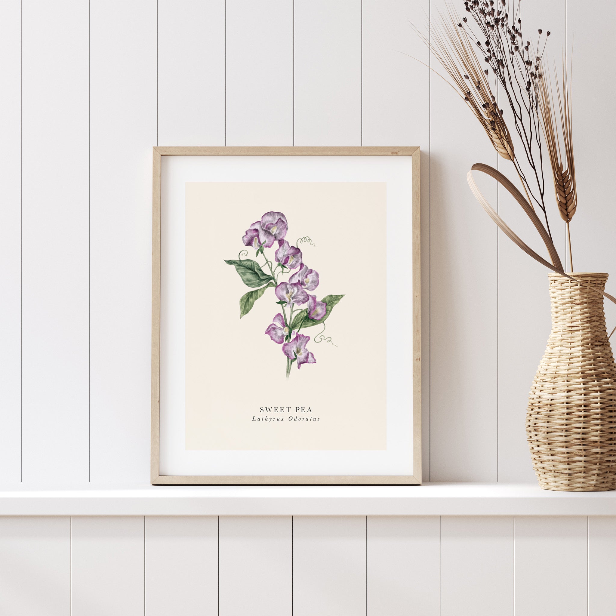 Framed botanical print of a sweet pea flower on a white wall with a woven vase.