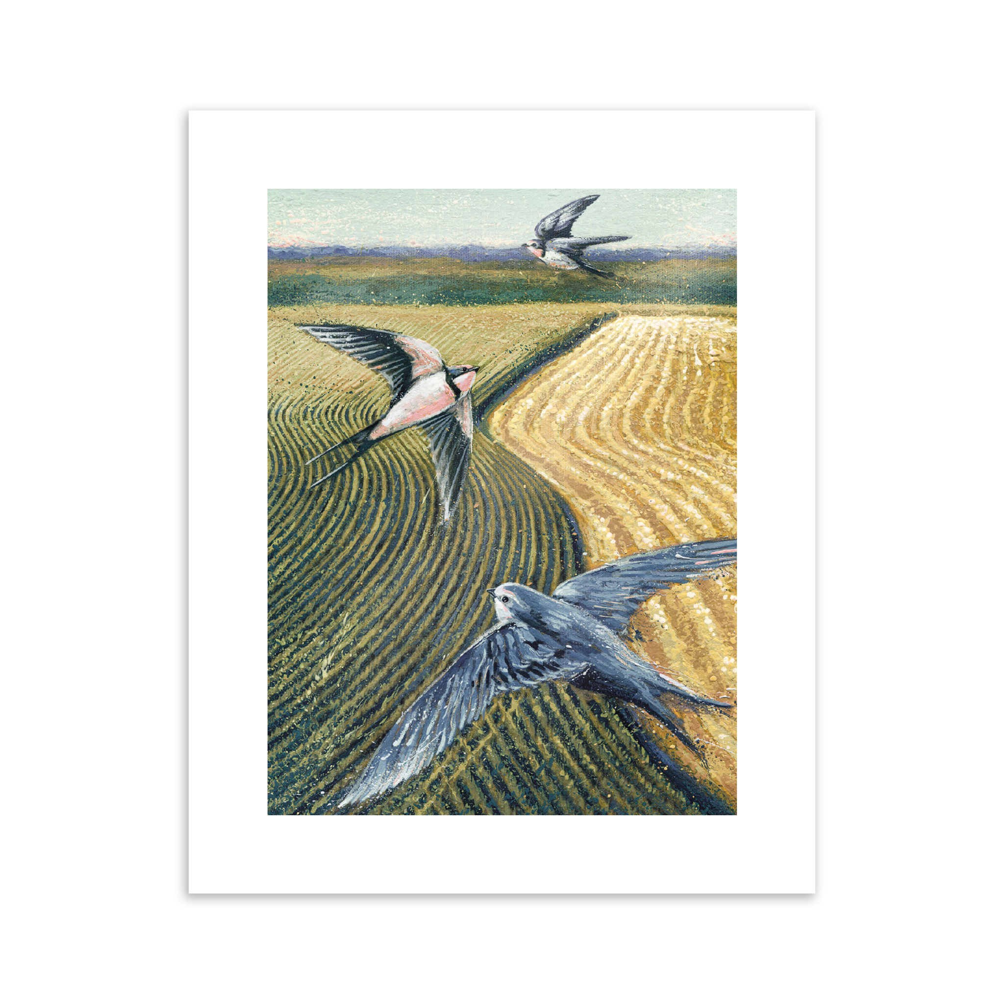 Swallows Art Prints
