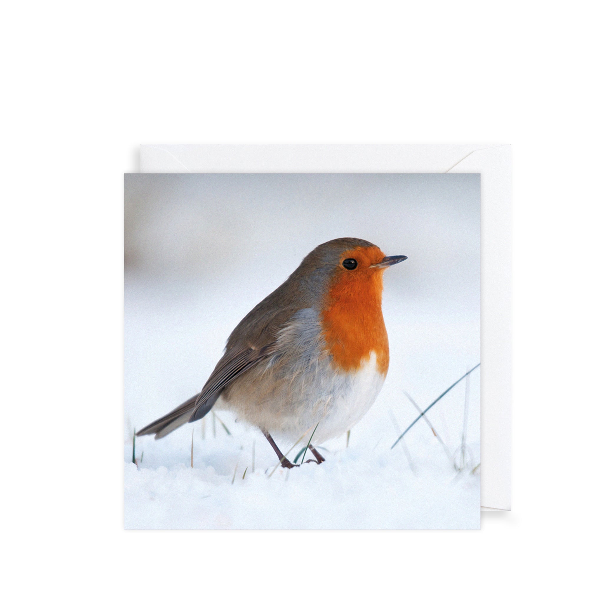 Snowy Robin, Christmas Charity Cards